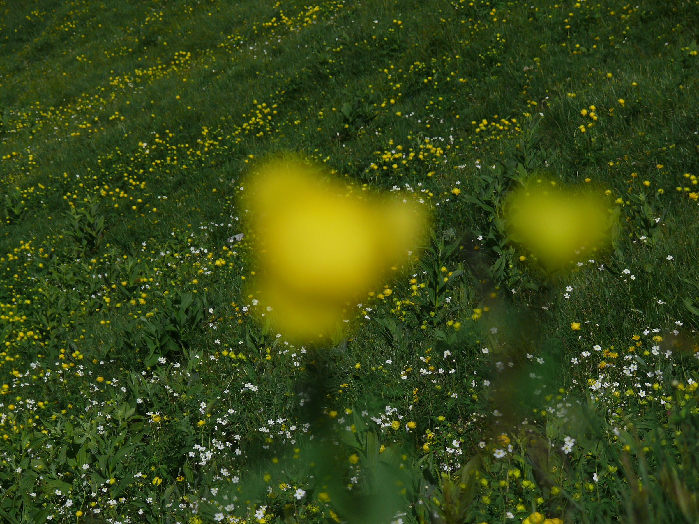 ....Sorpresa: Evanescenze