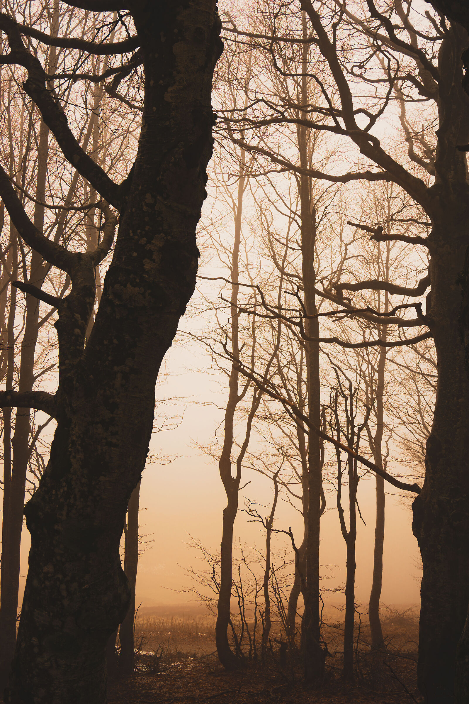 Scheletri nella nebbia