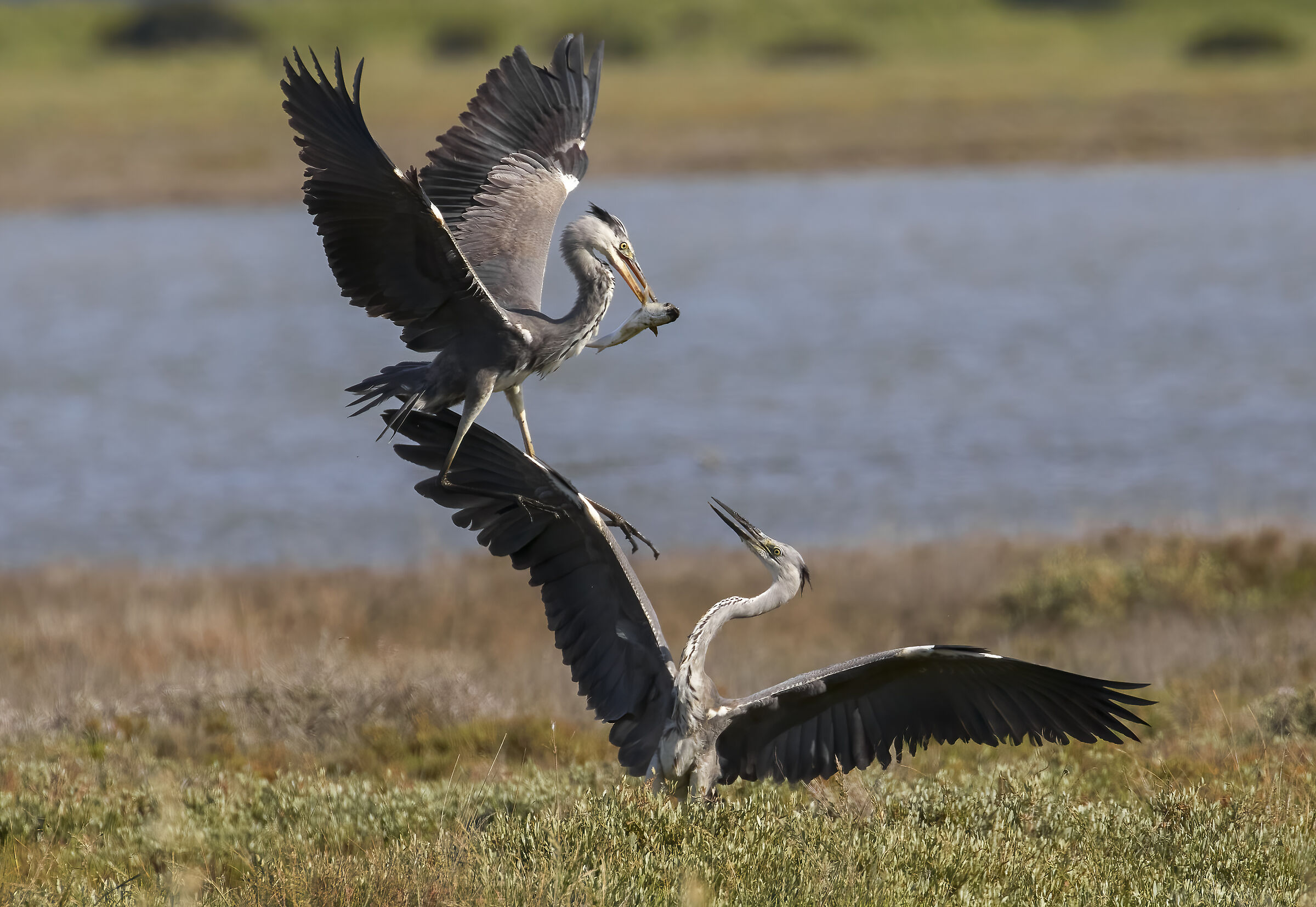 Discussion between herons