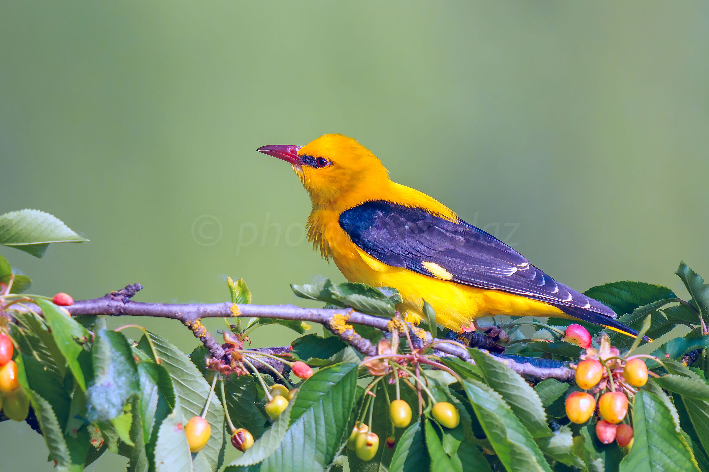 Golden oriole
