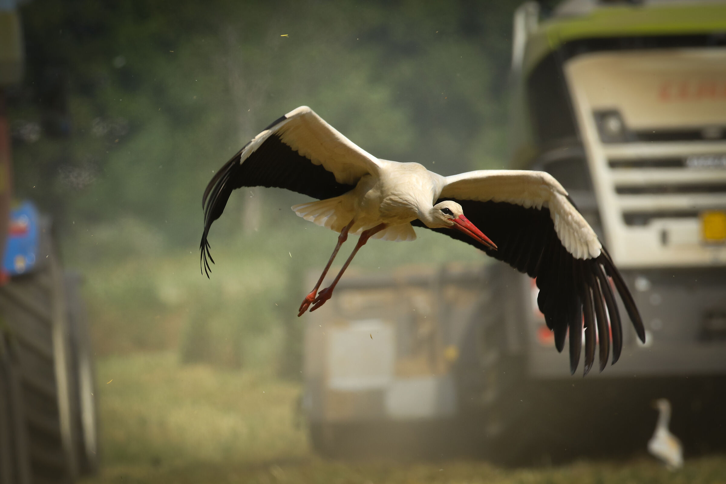 Stork