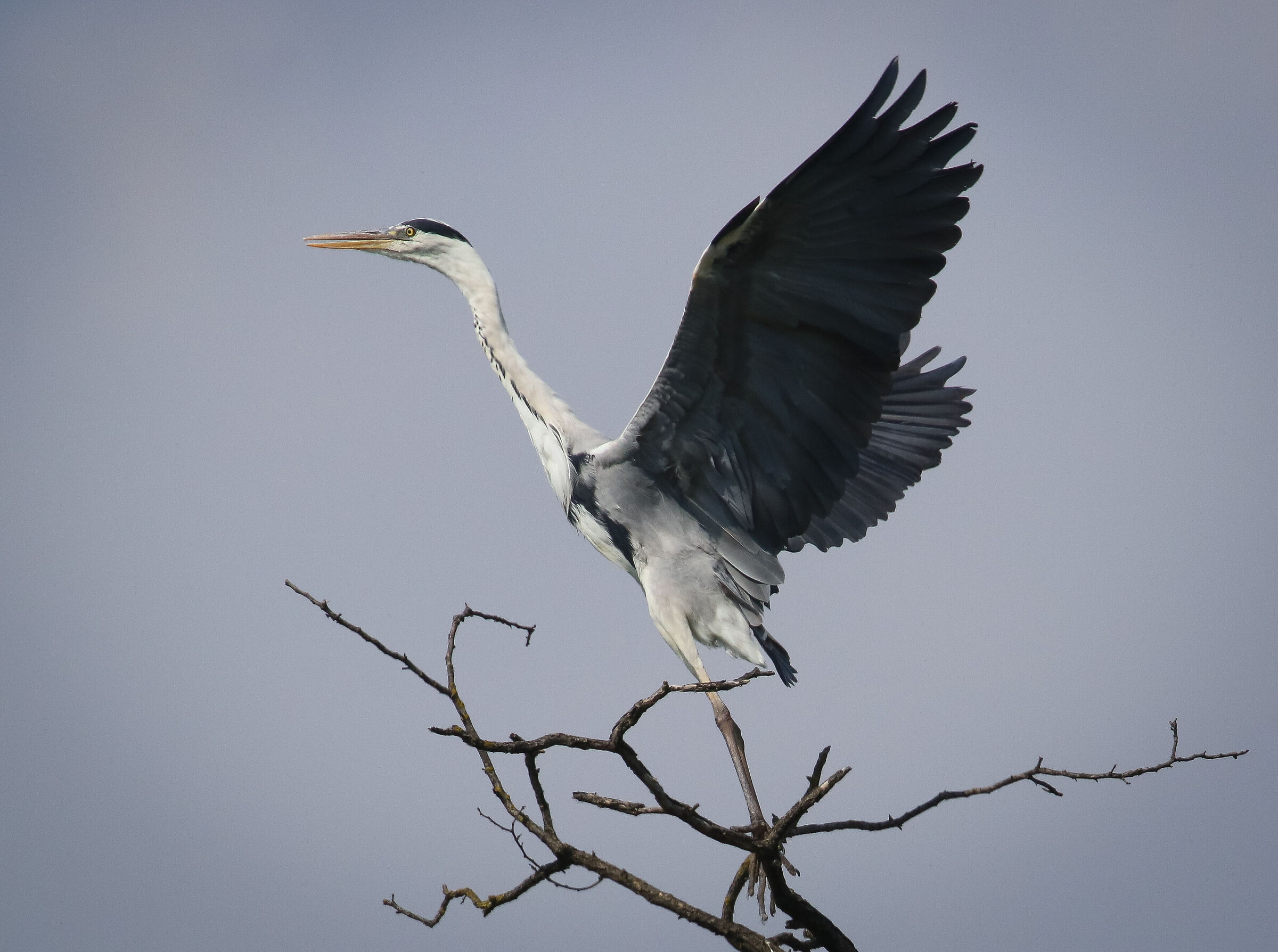 Grey heron