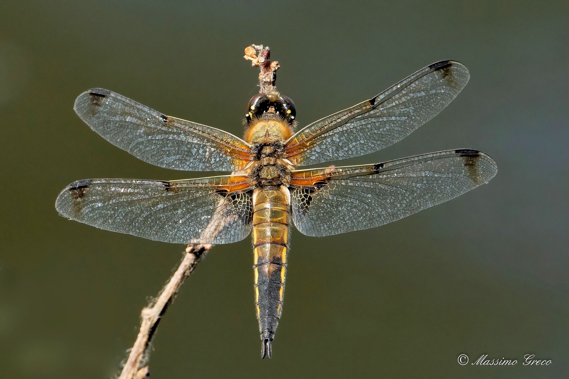Four-spotted dragonfly