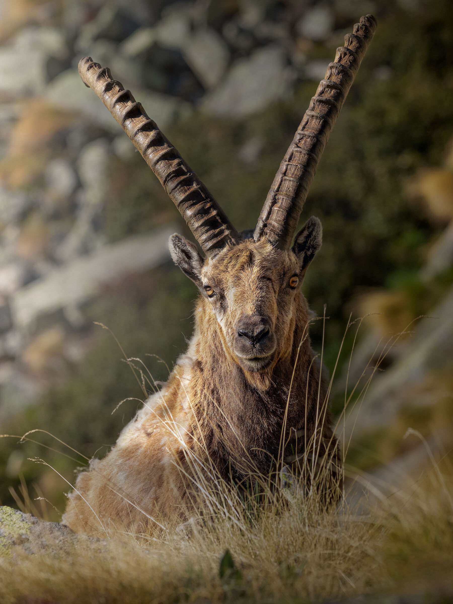 Ibex