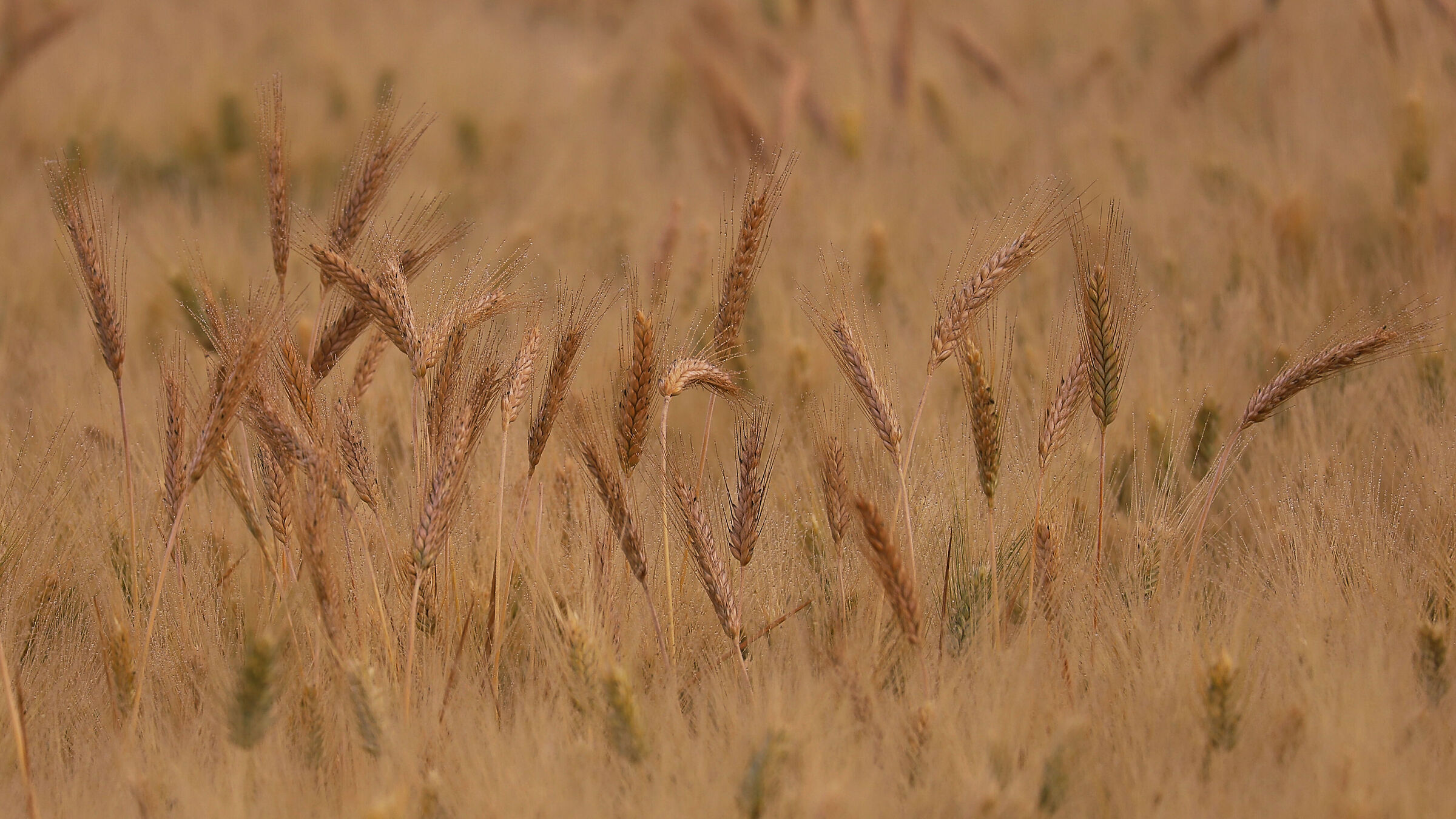 Campo di grano