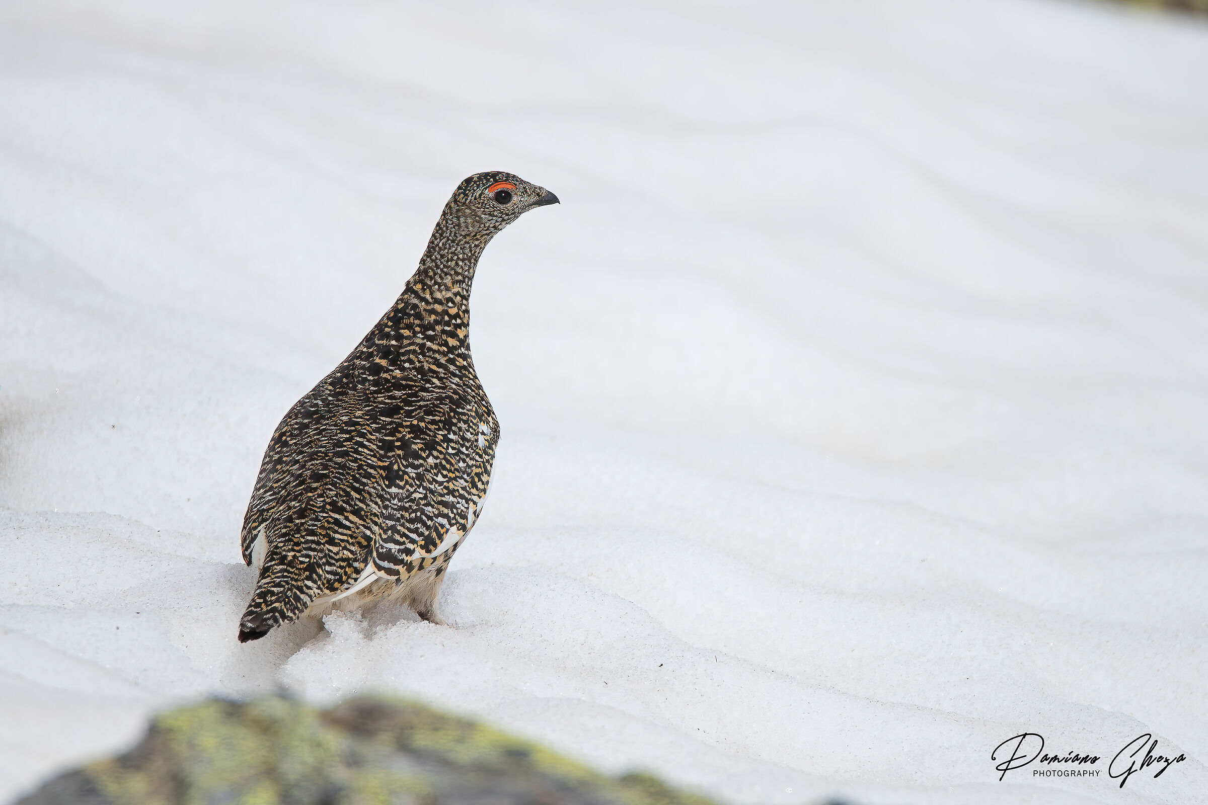 female ptarmigan