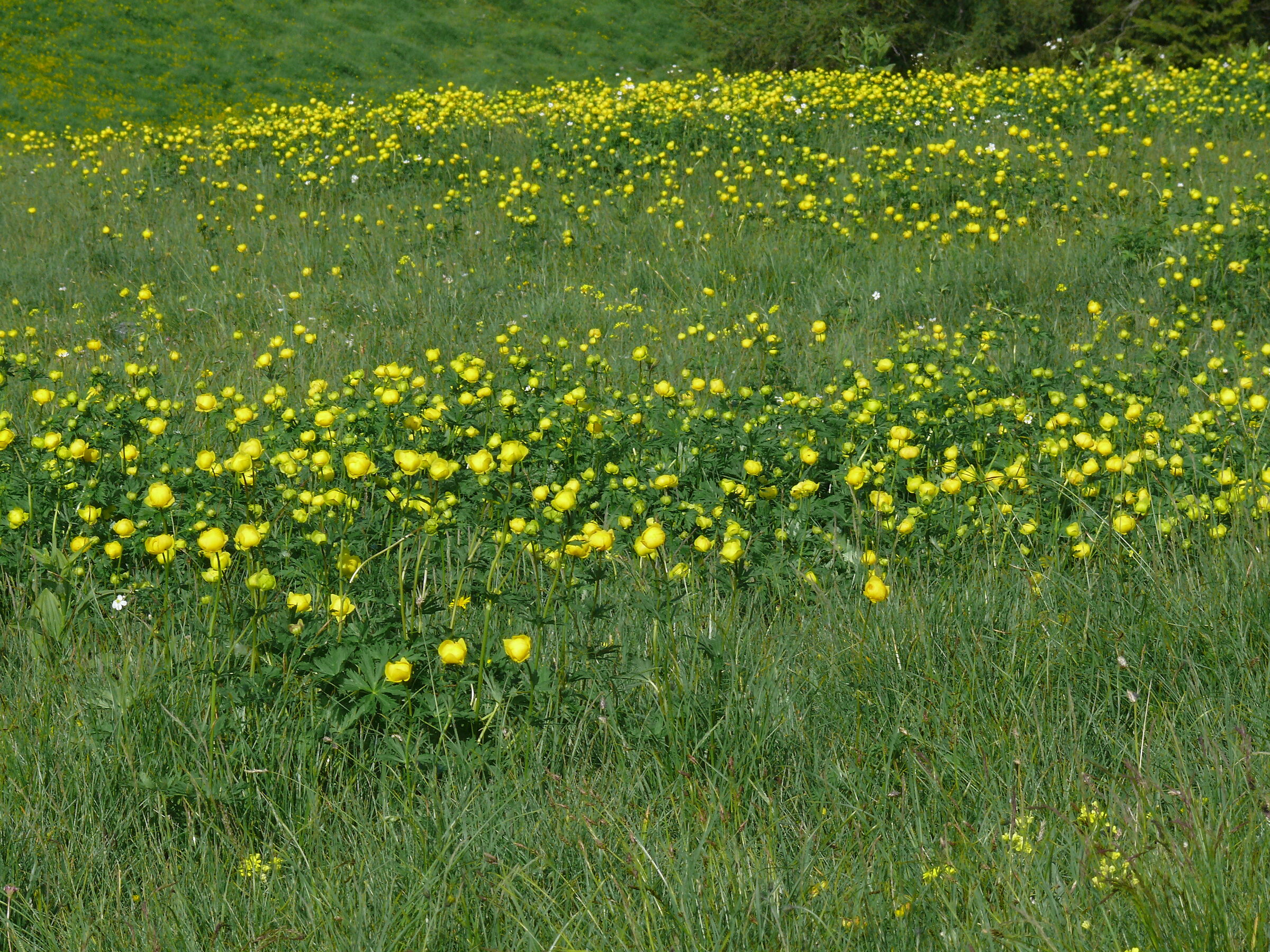 Mare d' oro: Botton d' Oro