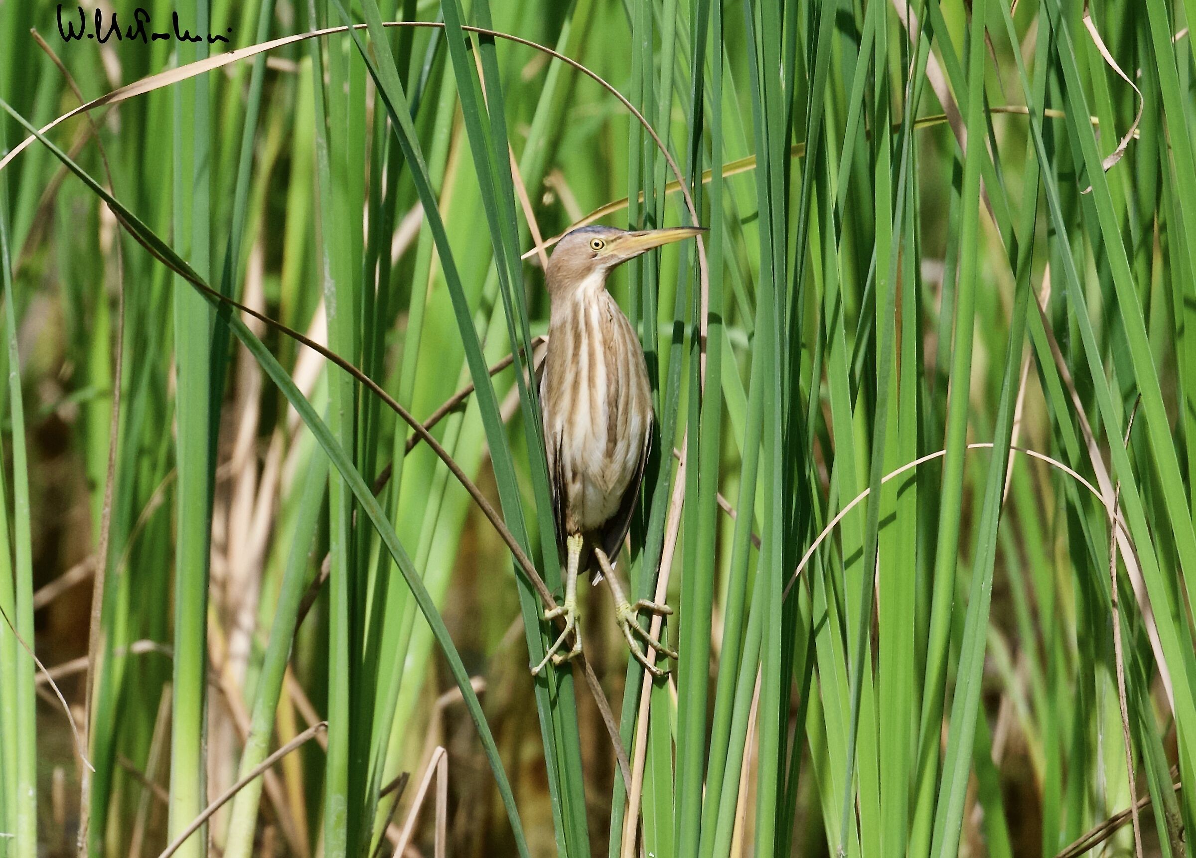 Bittern juv