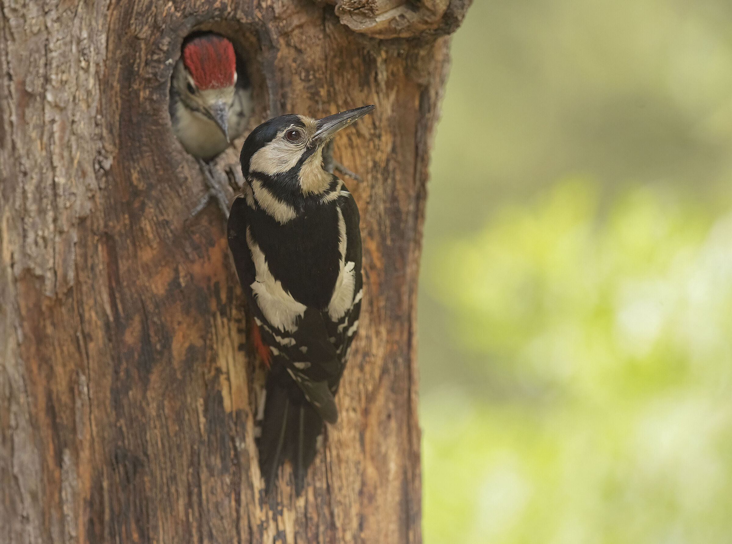 picchio rosso maggiore