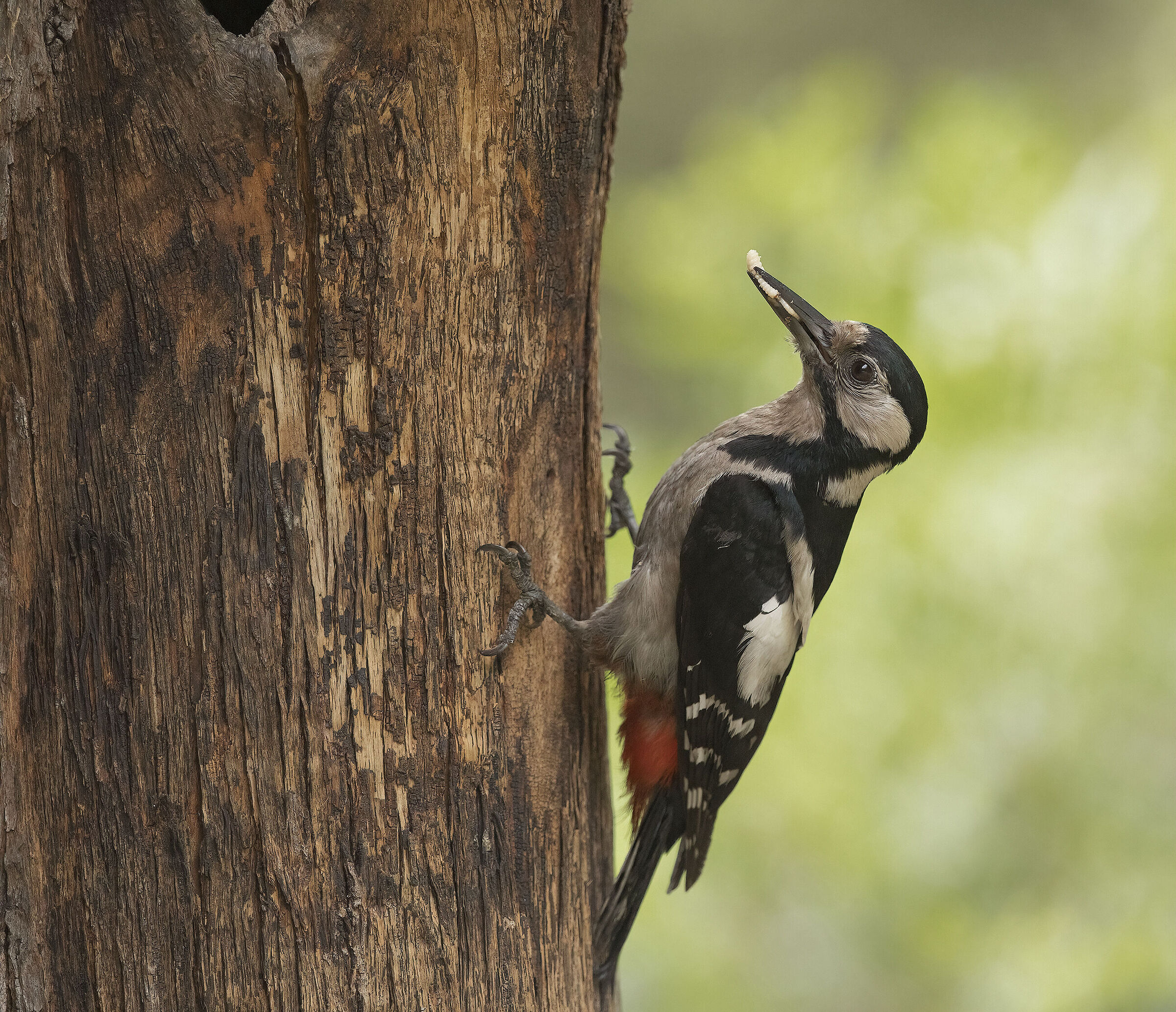 picchio rosso maggiore