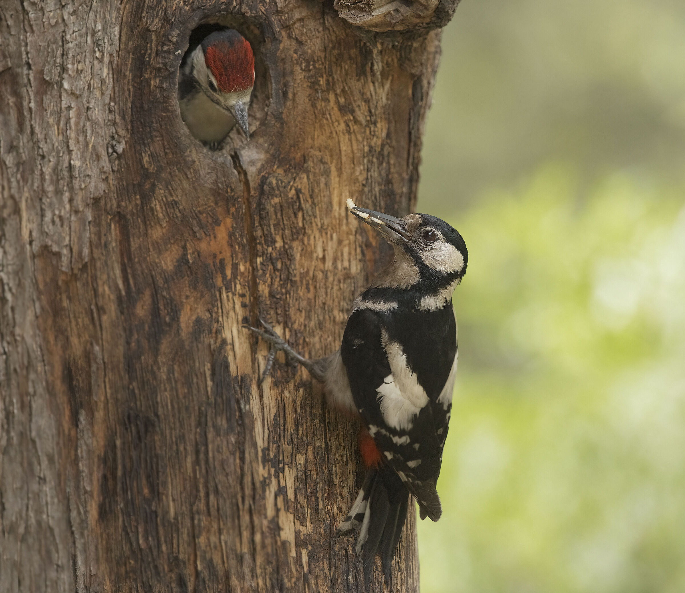 picchio rosso maggiore