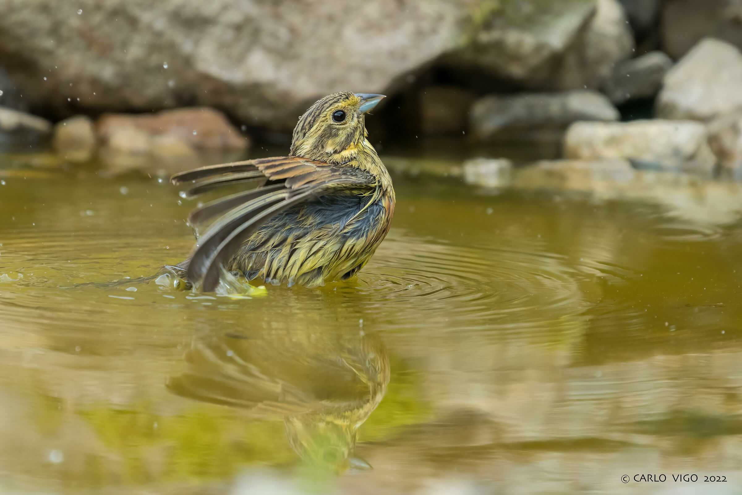 Cirl bunting