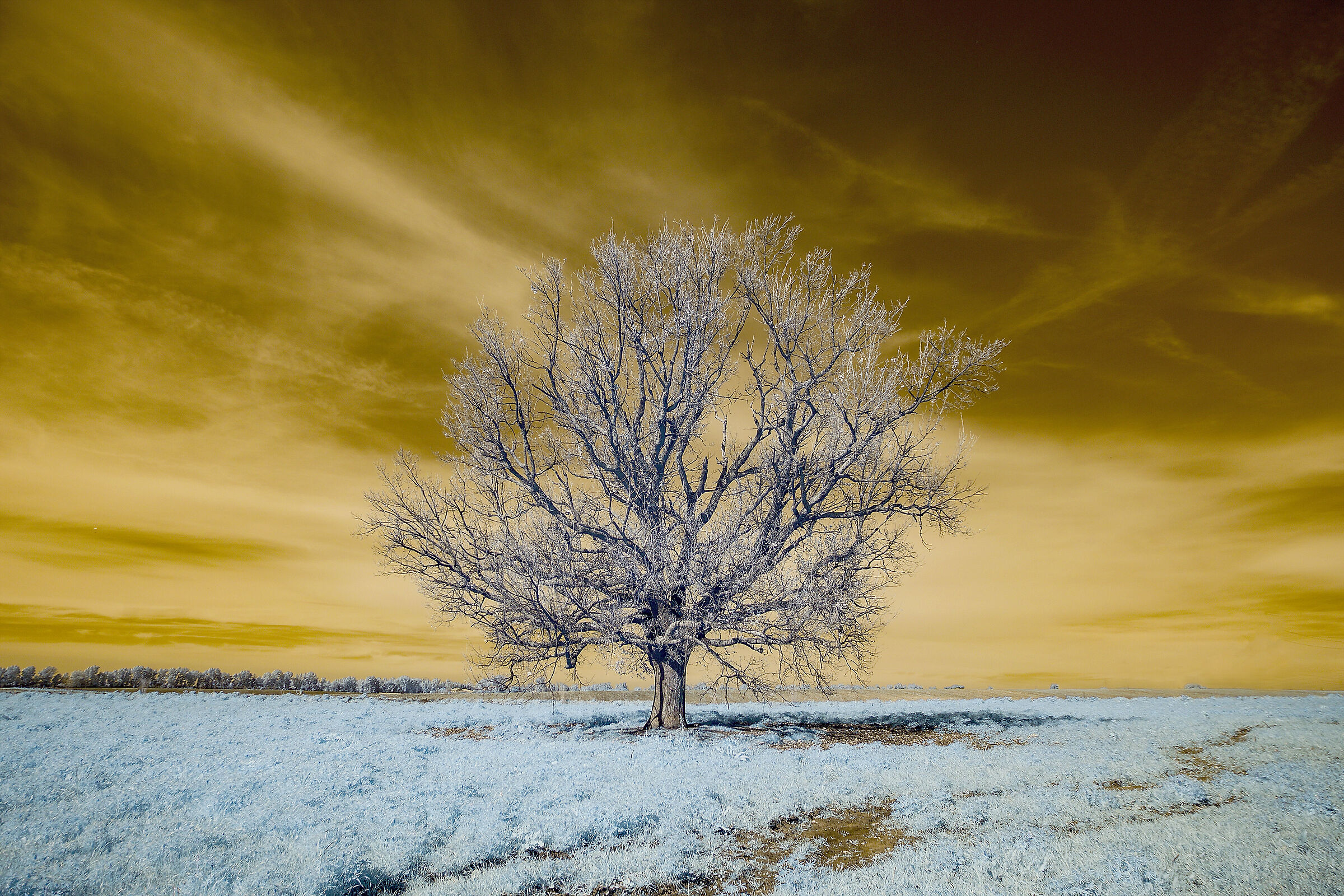 solitary tree