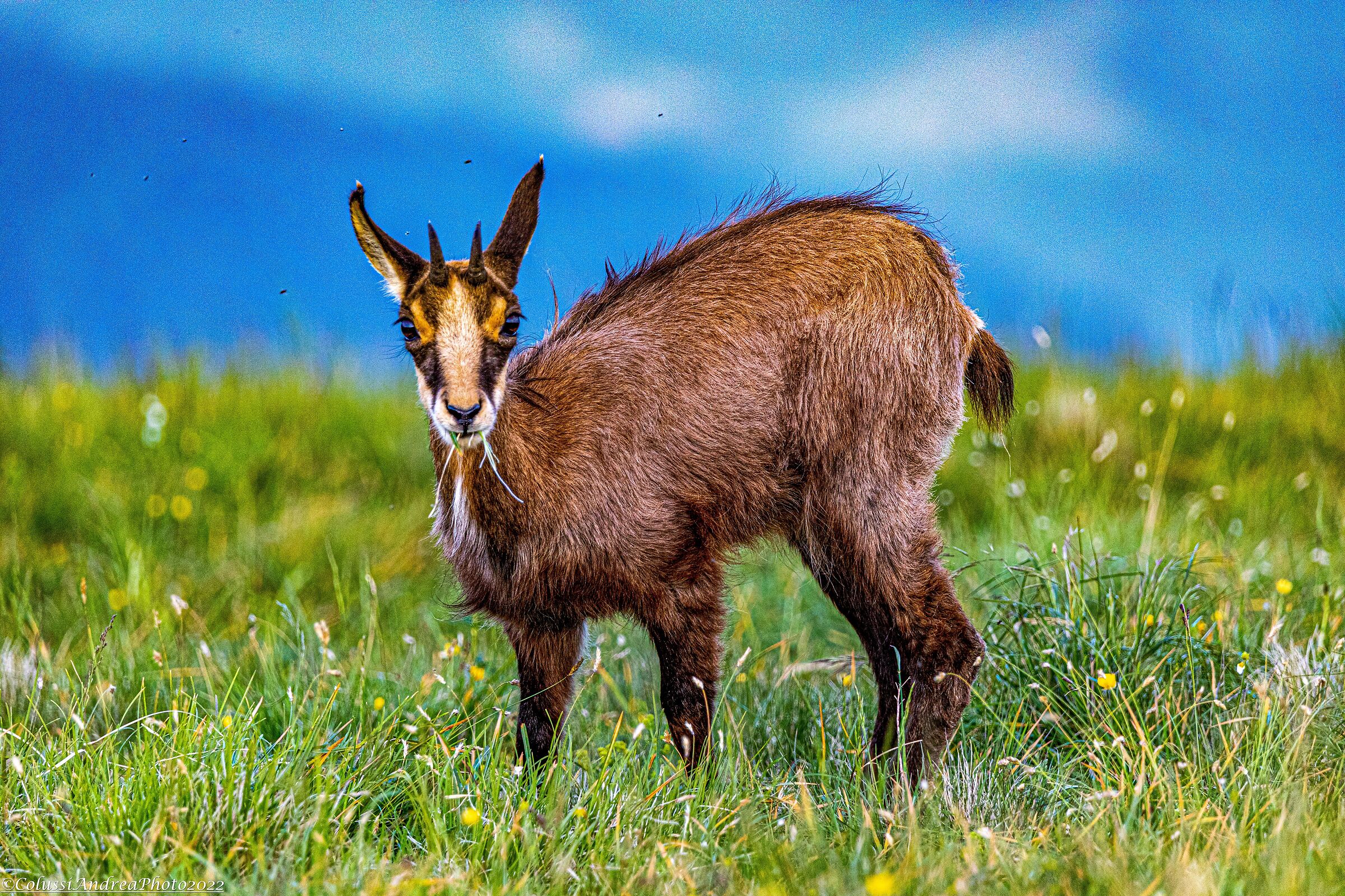 Chamois