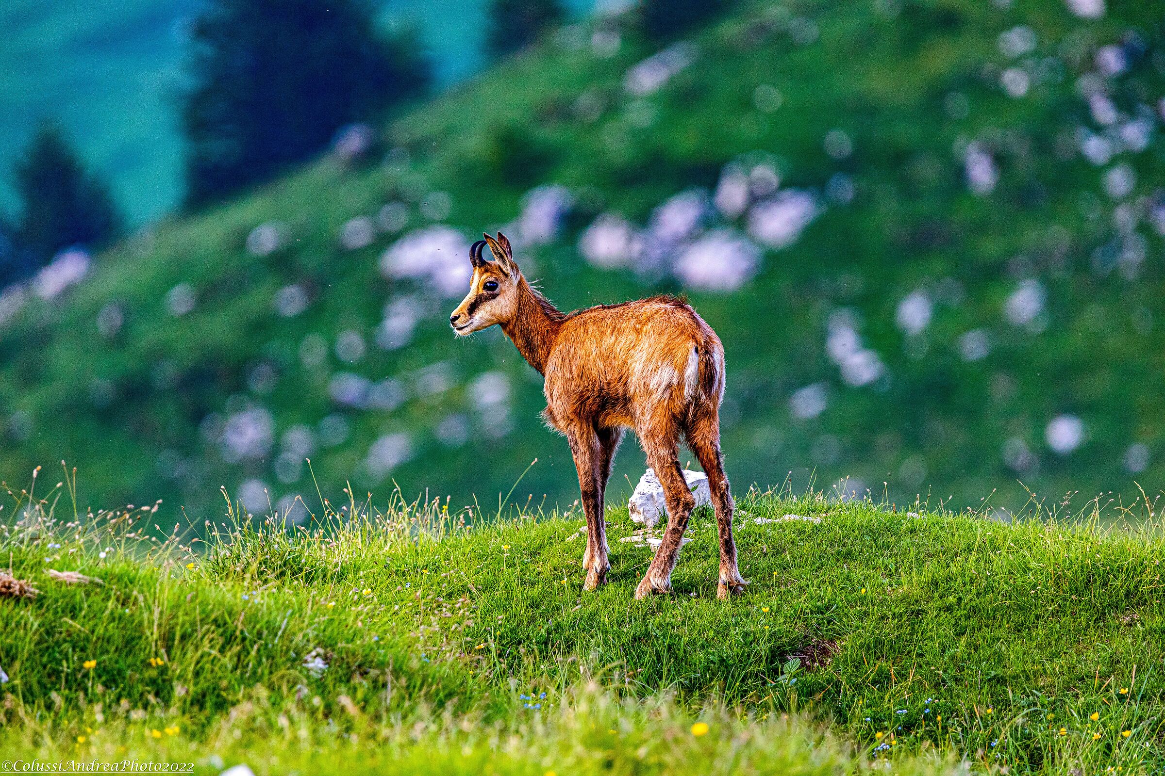Chamois