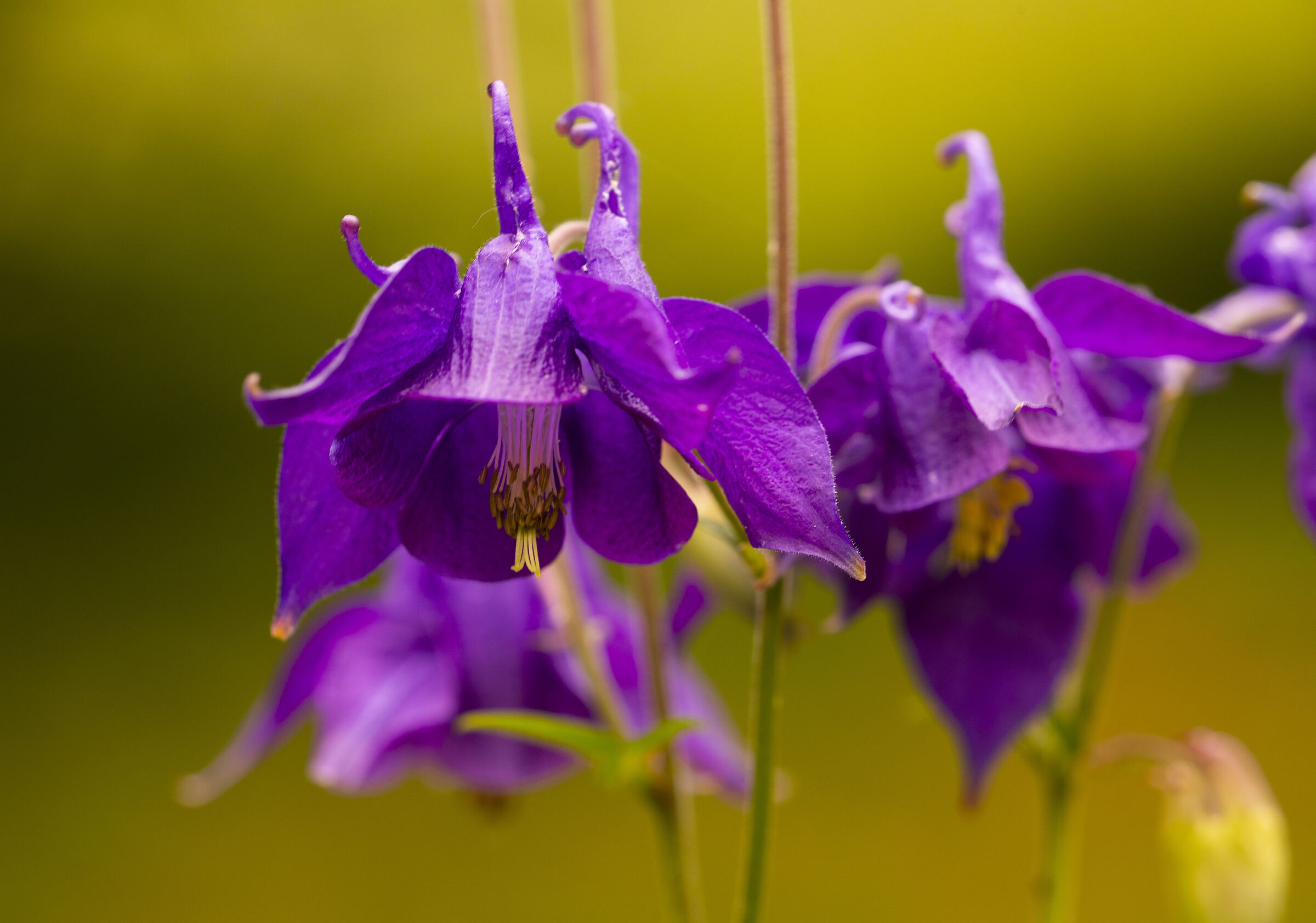 Columbine
