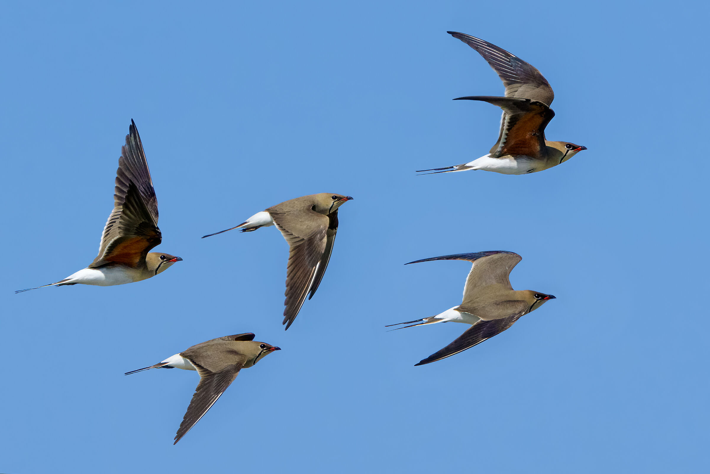 Sea partridges