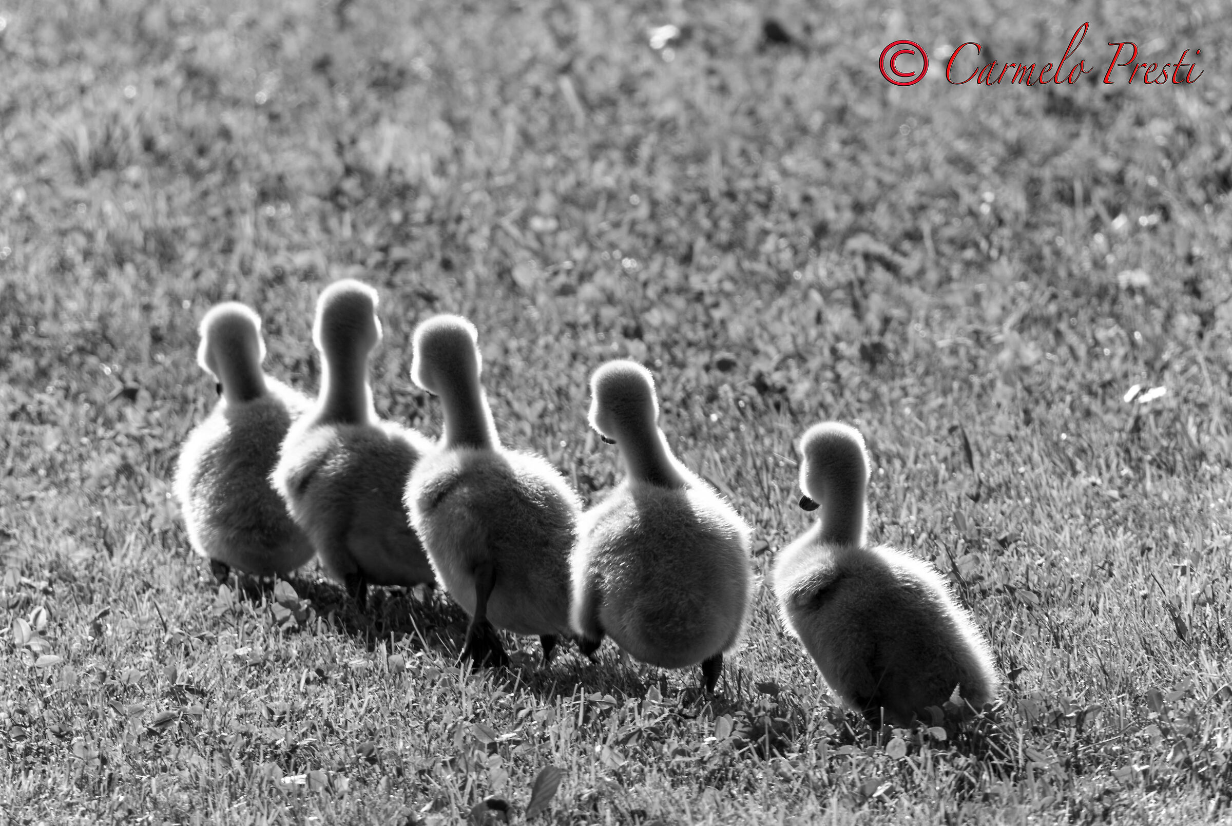Piccoli Cigni si ritirano
