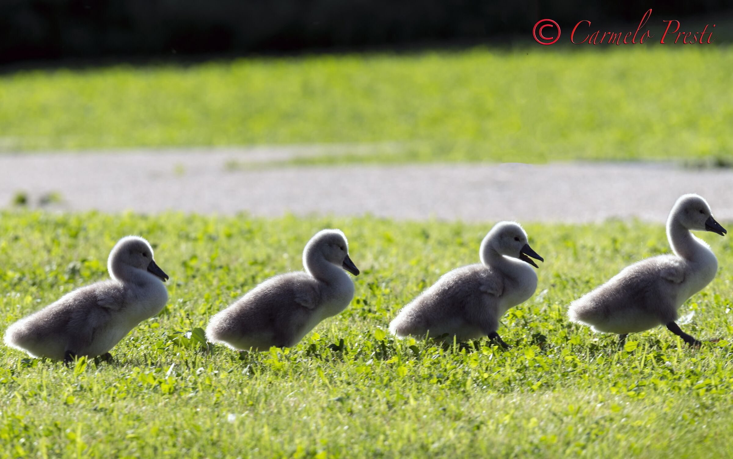 Piccoli Cigni in parata