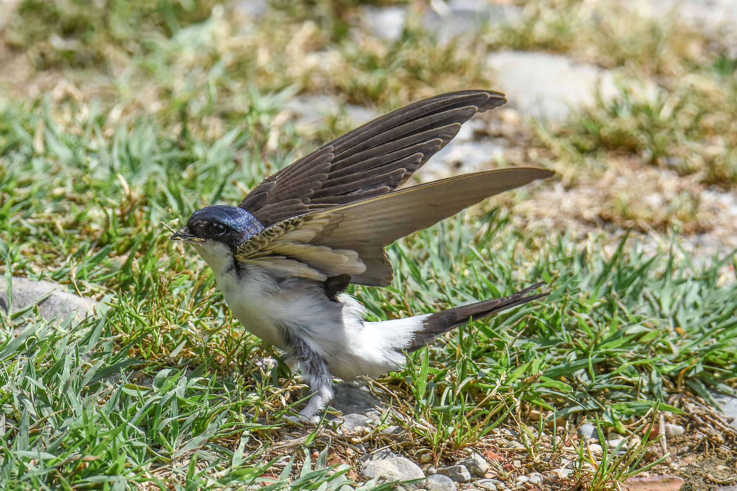 HOUSE MARTIN