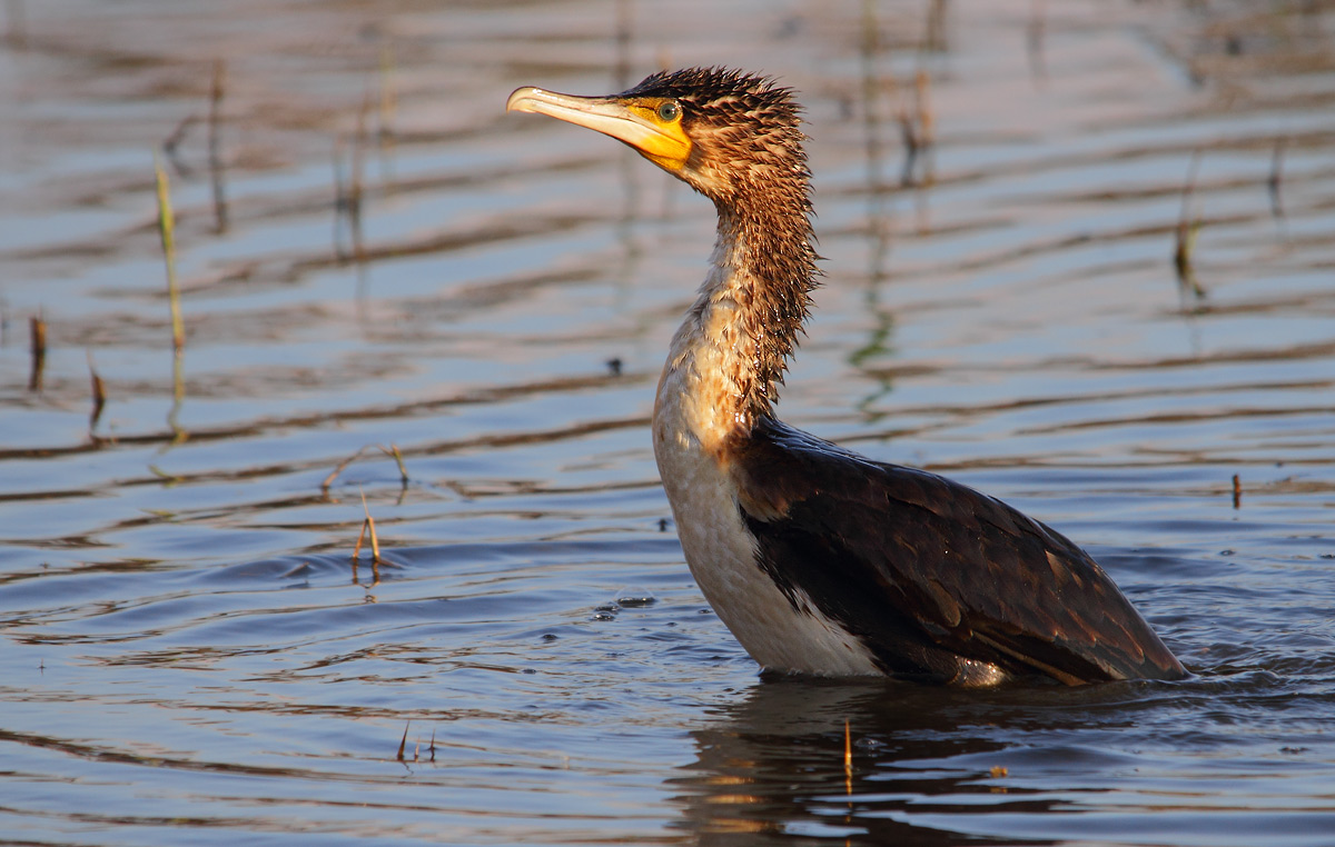 cormorant