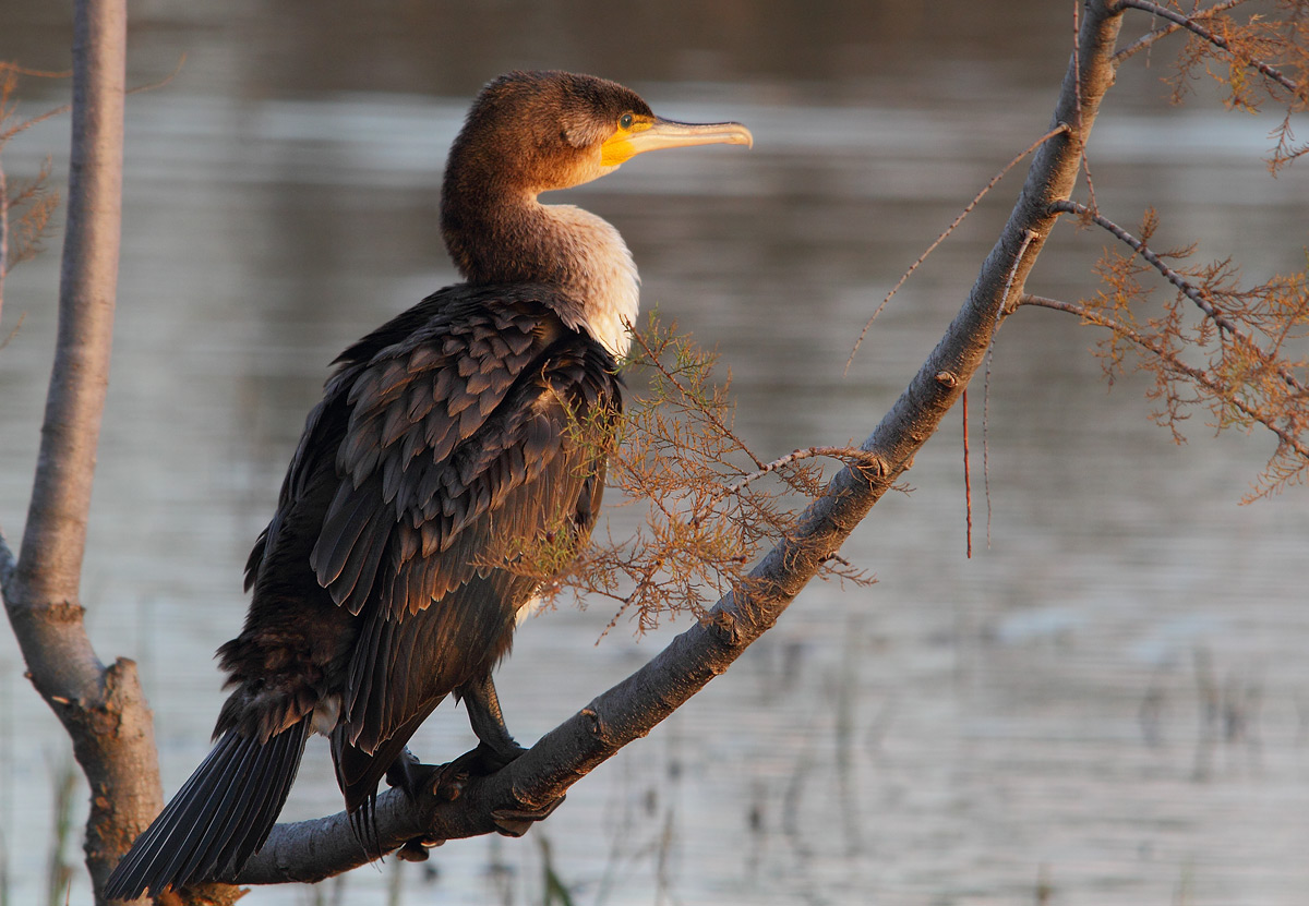 cormorant
