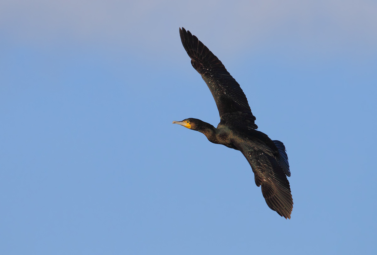 cormorant