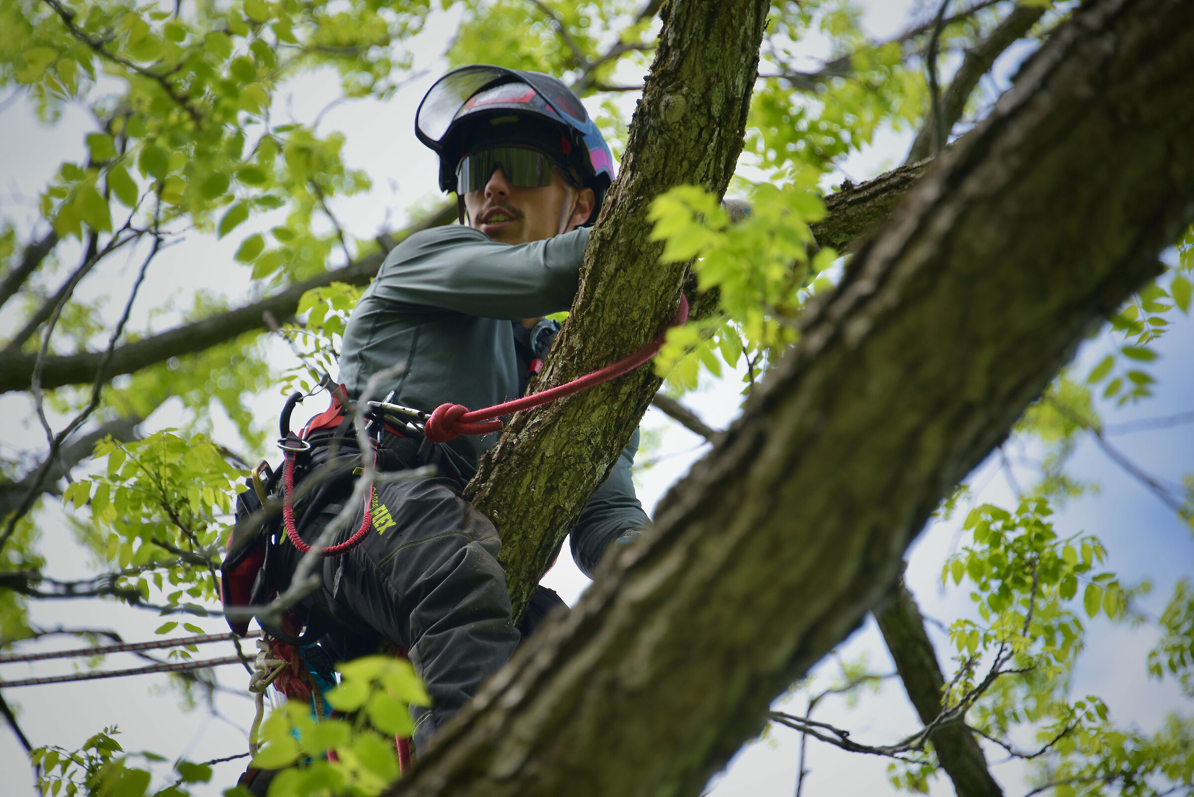 Potatura degli alberi nei nostri parchi ''Quebec City''