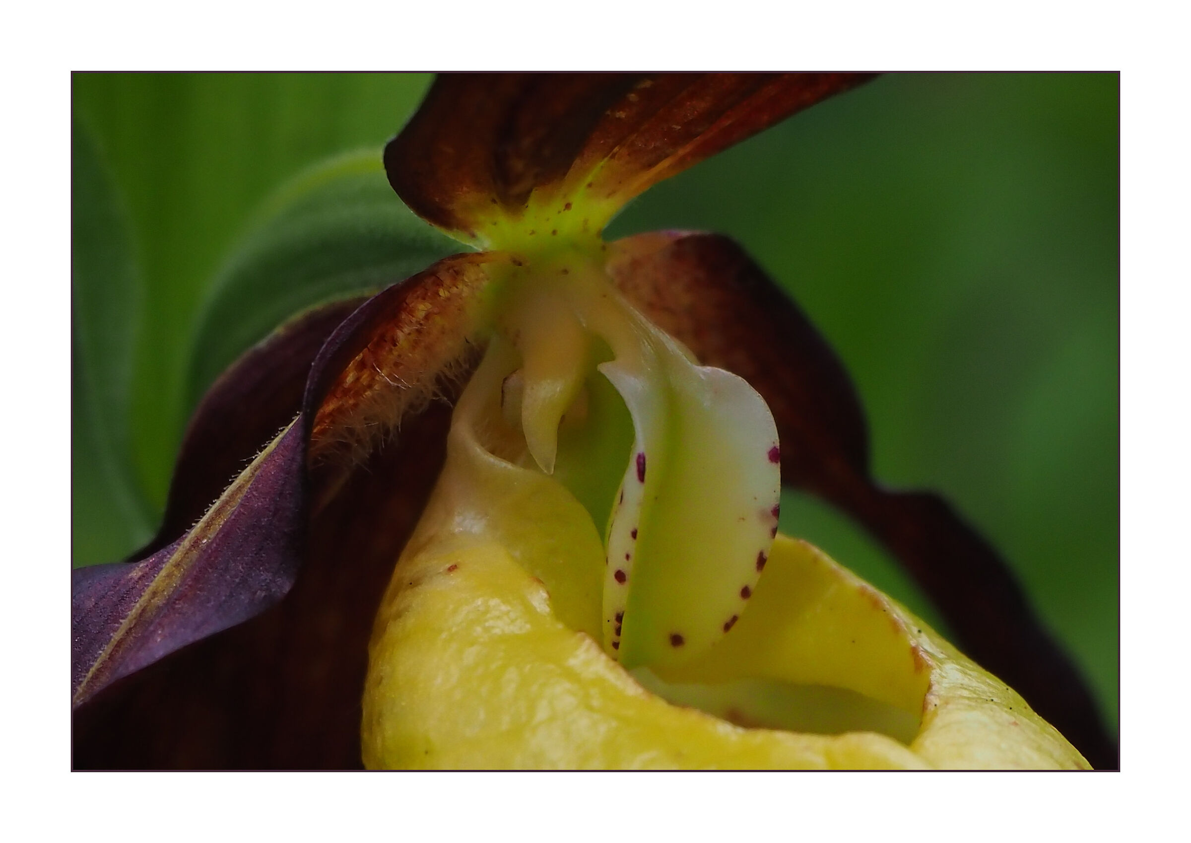 Scarpetta della Madonna