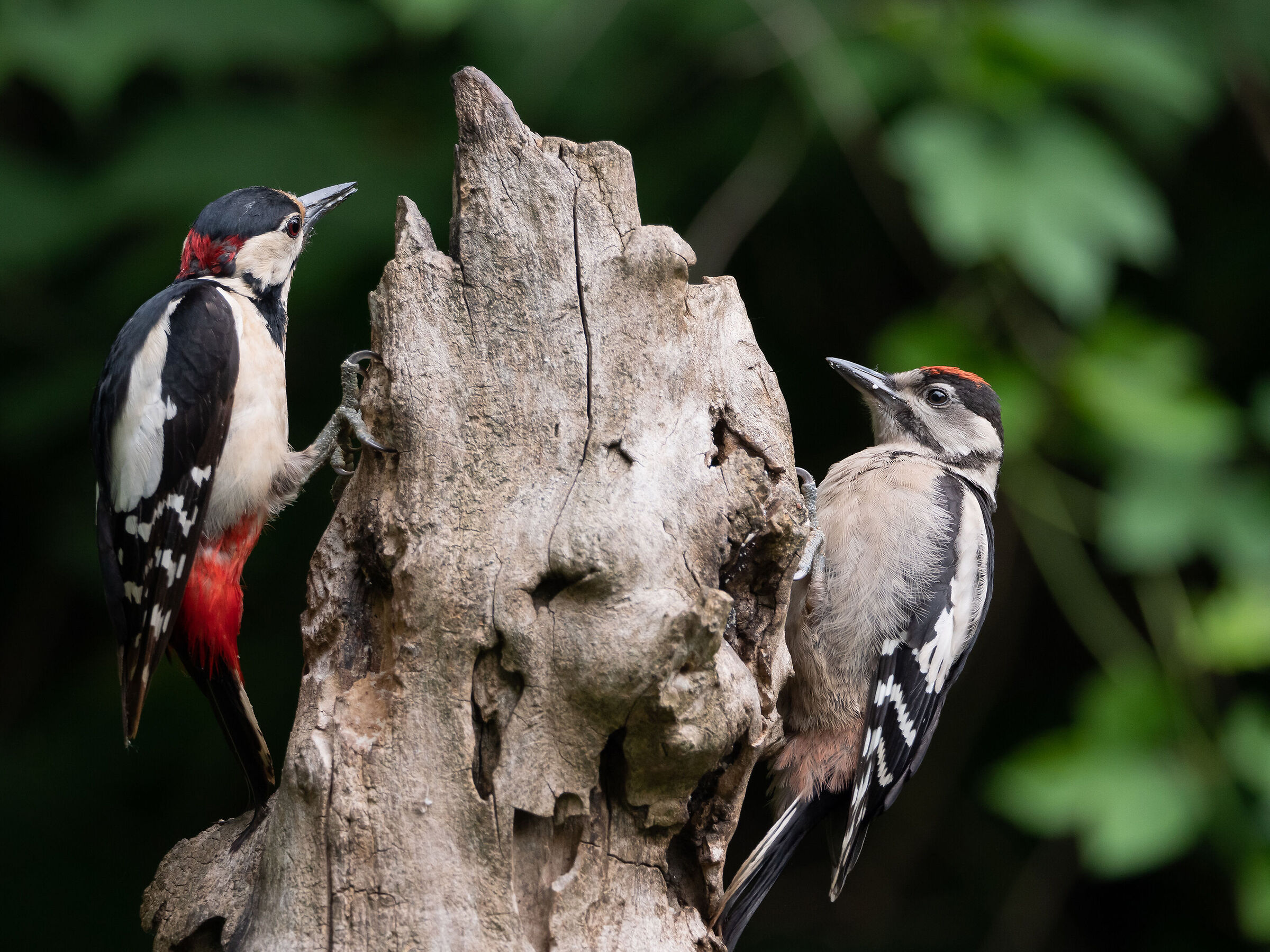 Le prime uscite con papà.