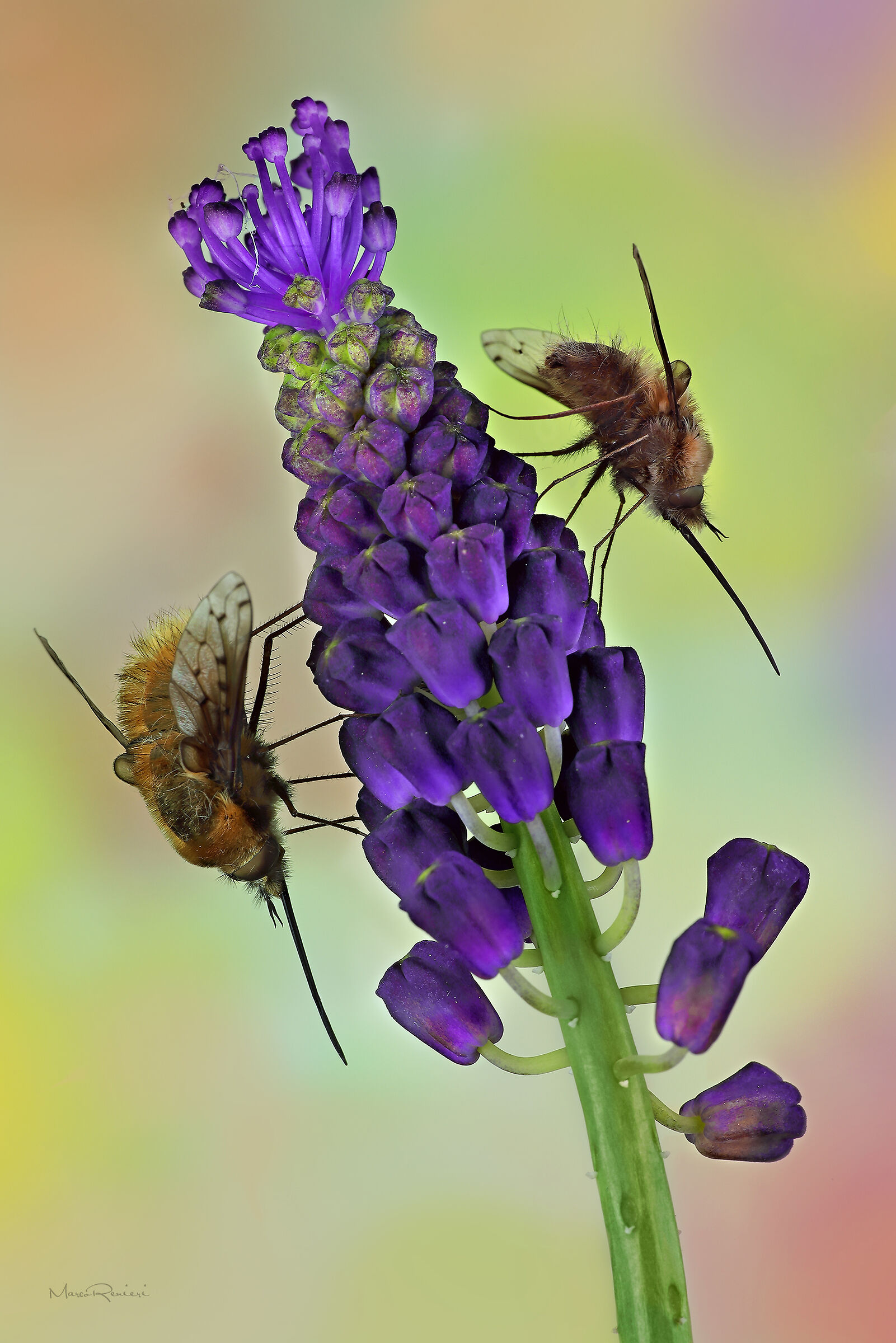 Bombylius