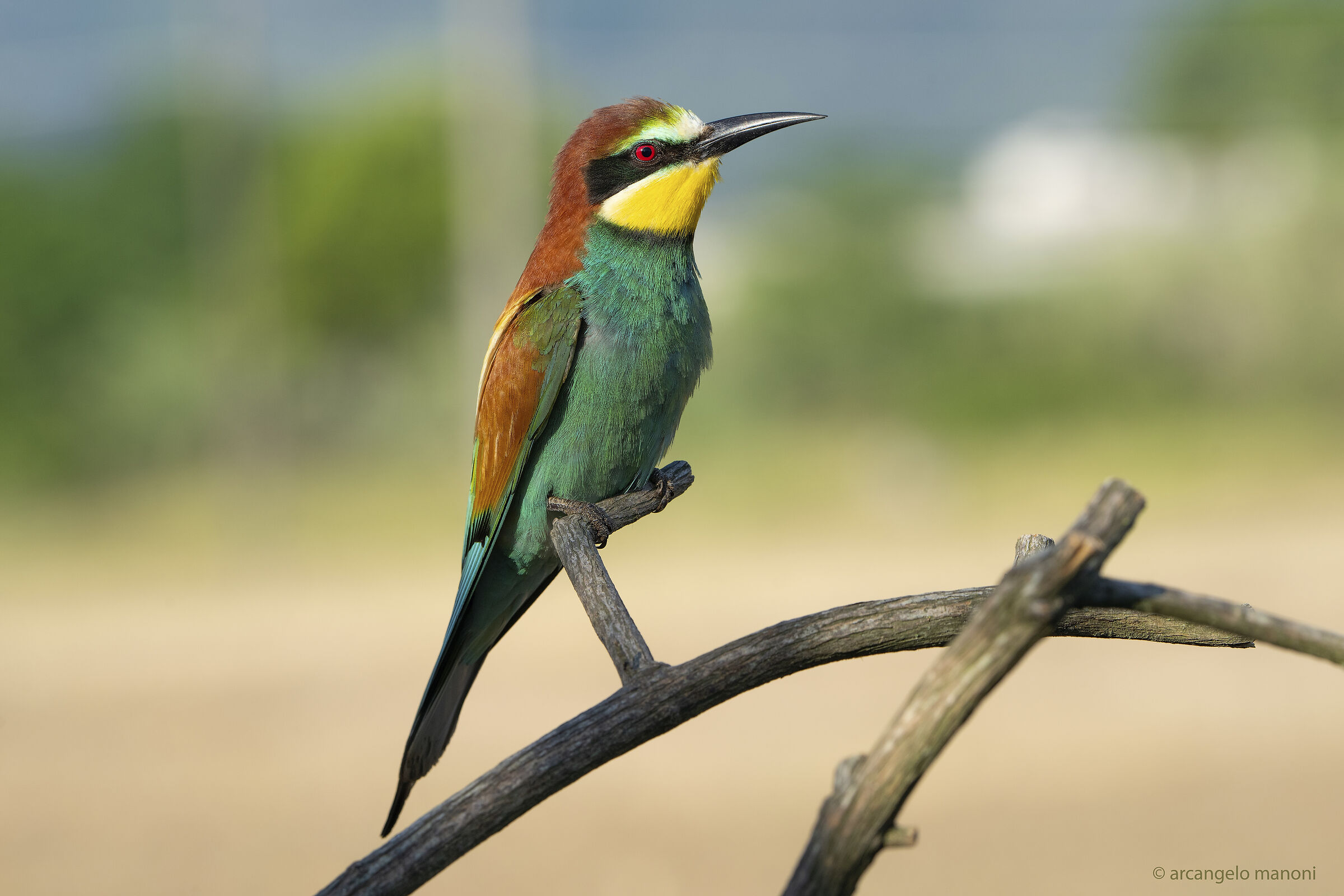 merops apiaster