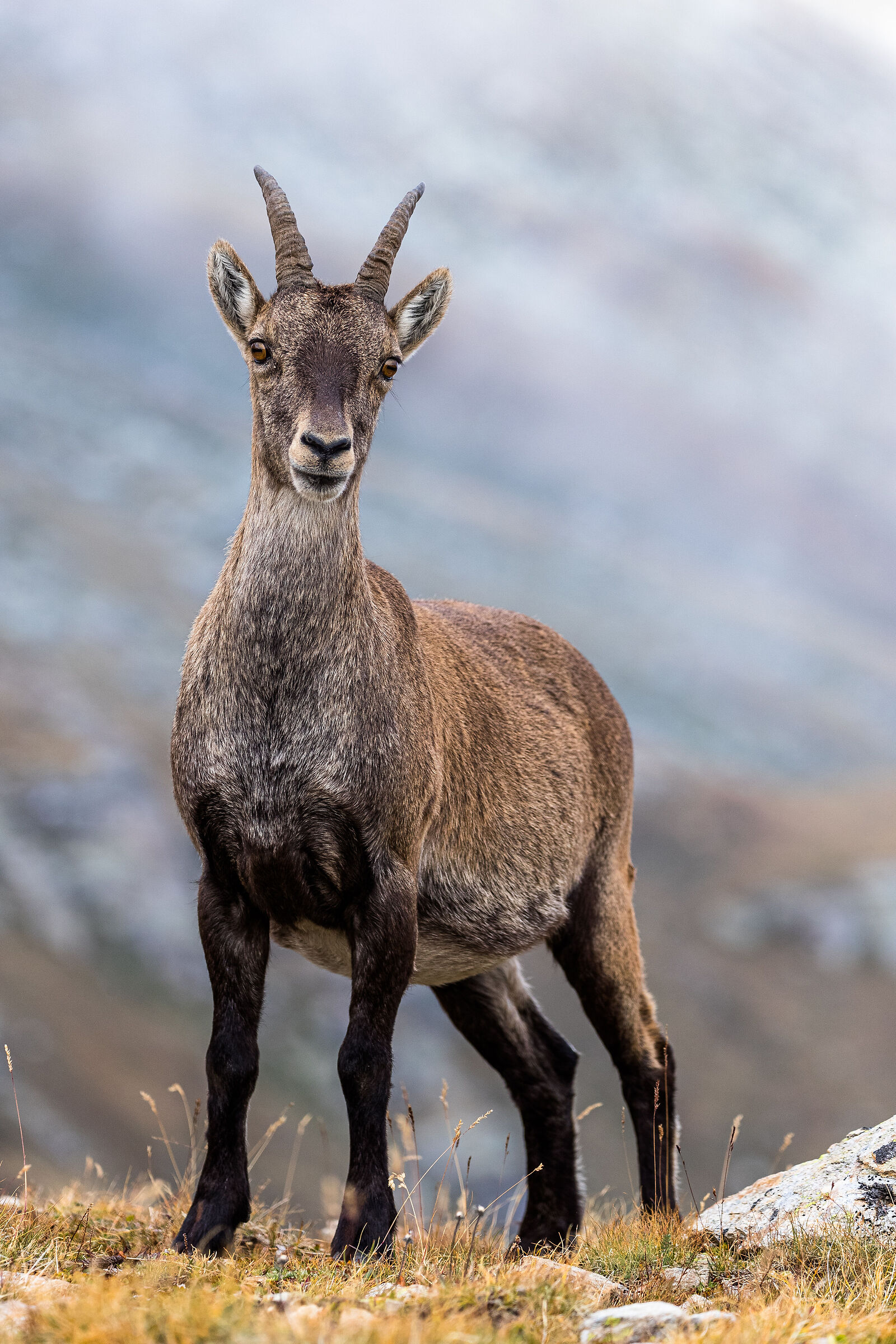 Young ibex