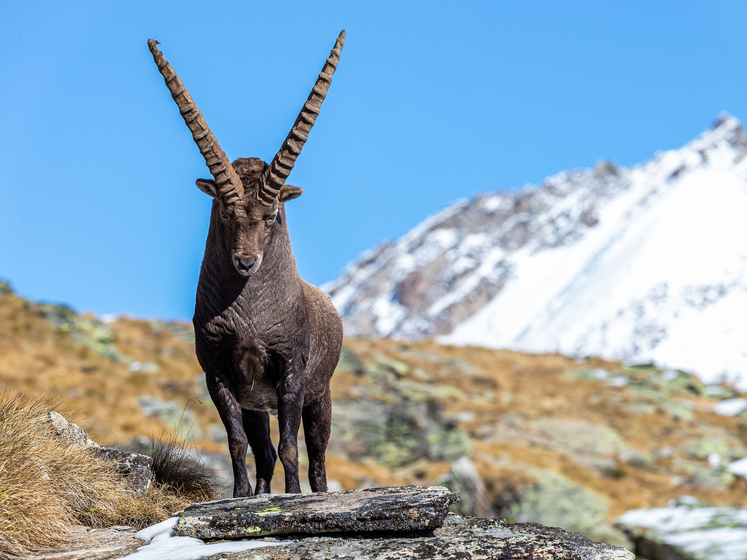 Adult male ibex