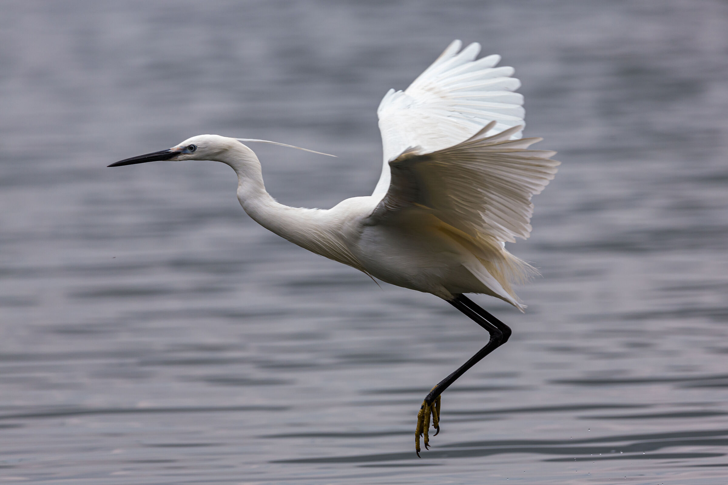 Egretta gazzetta in volo