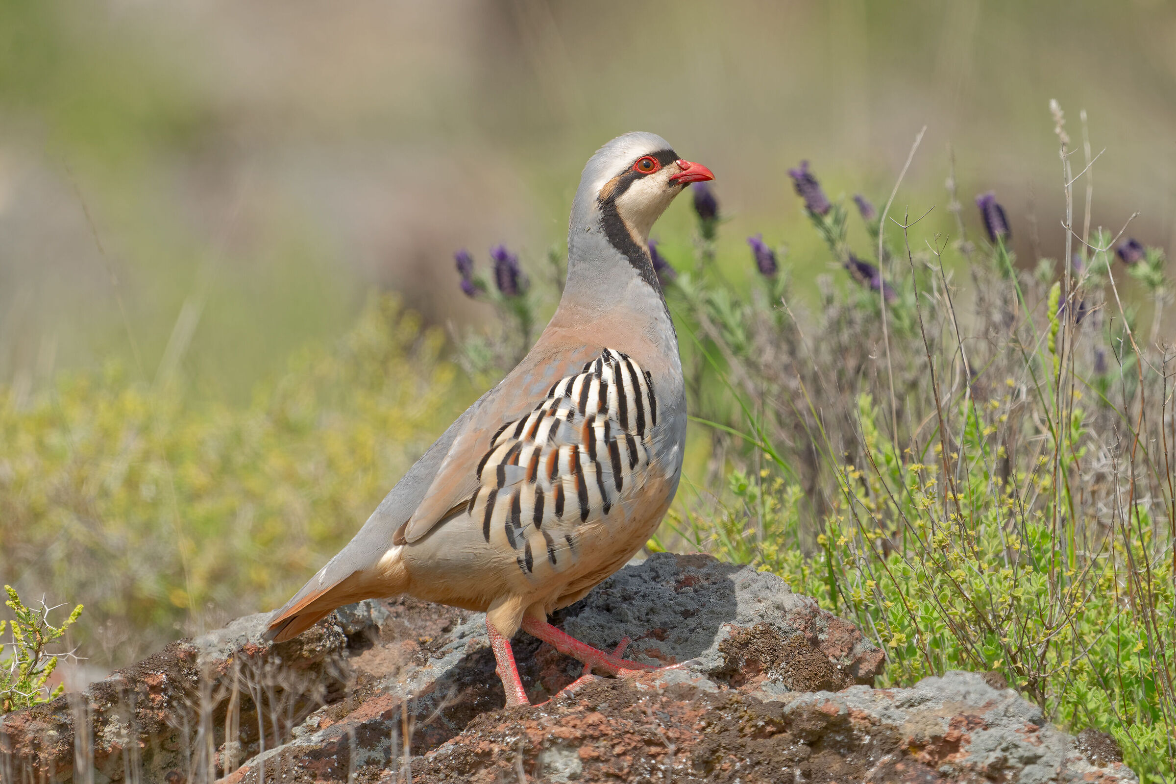 Eastern partridge