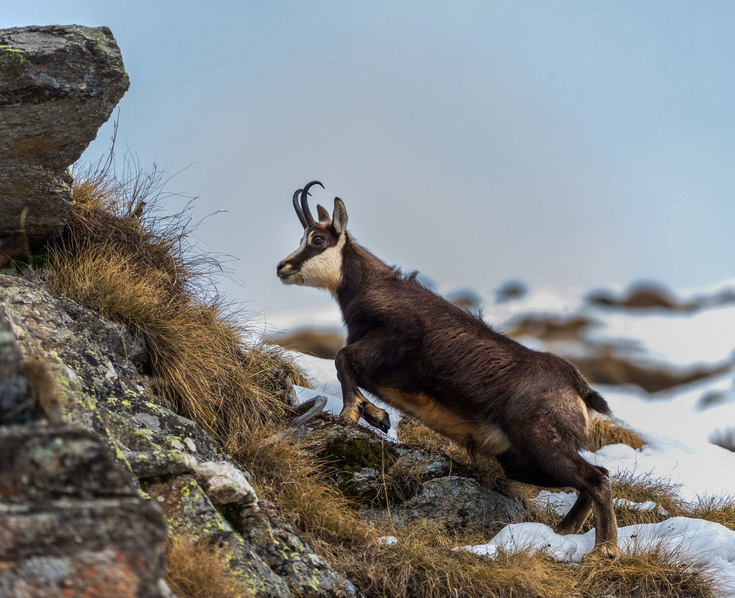 Chamois in early winter