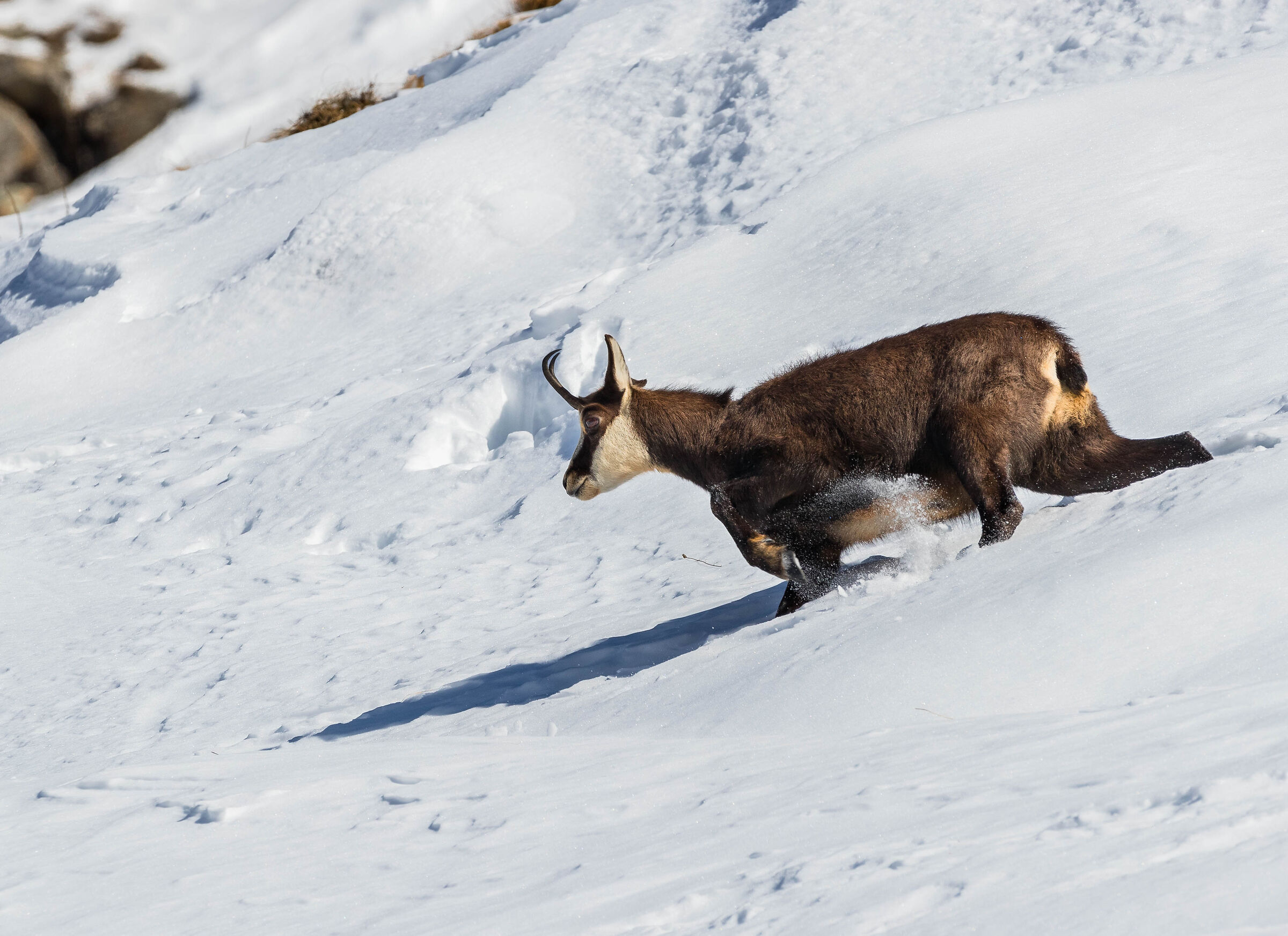 Chamois in the snow