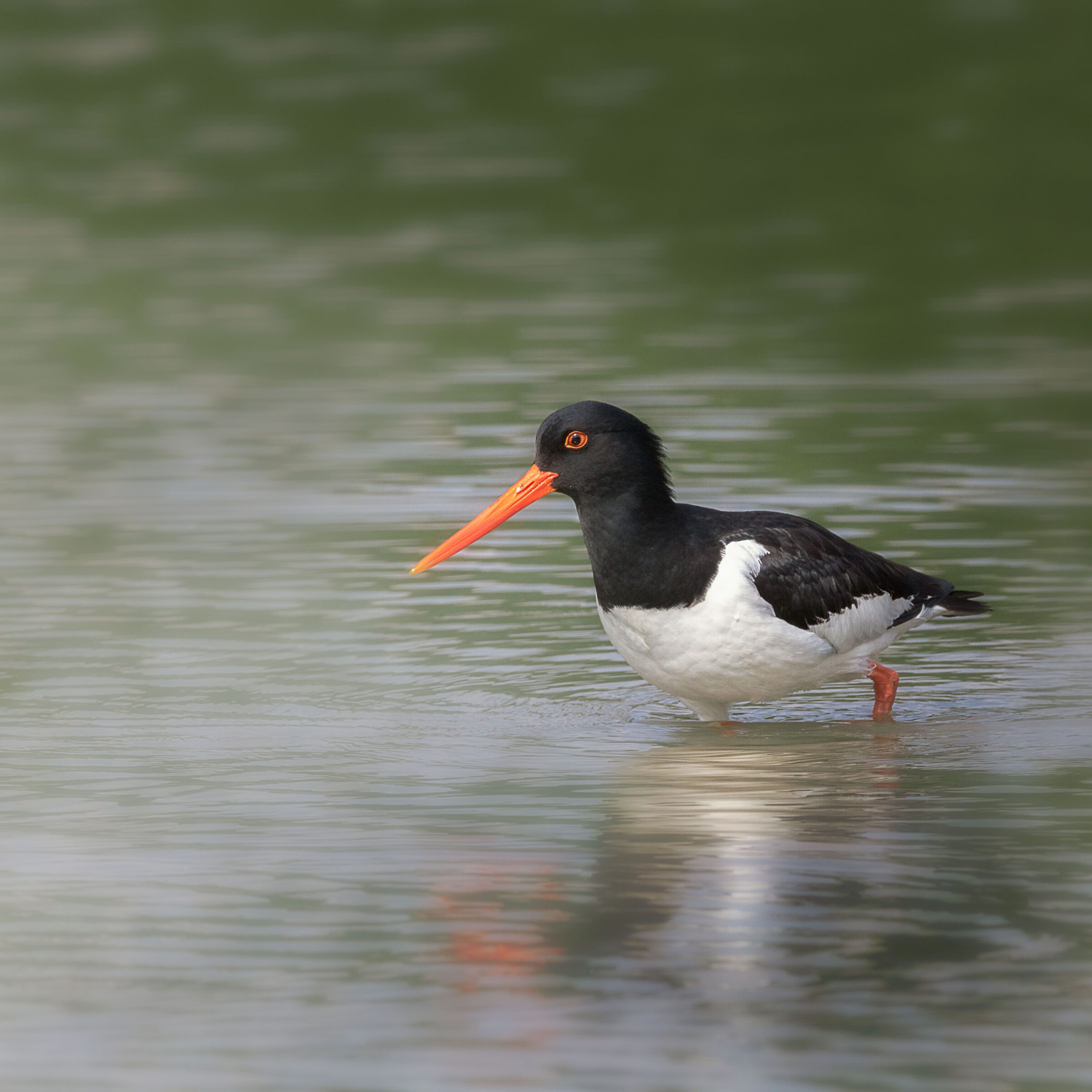 Sea woodcock