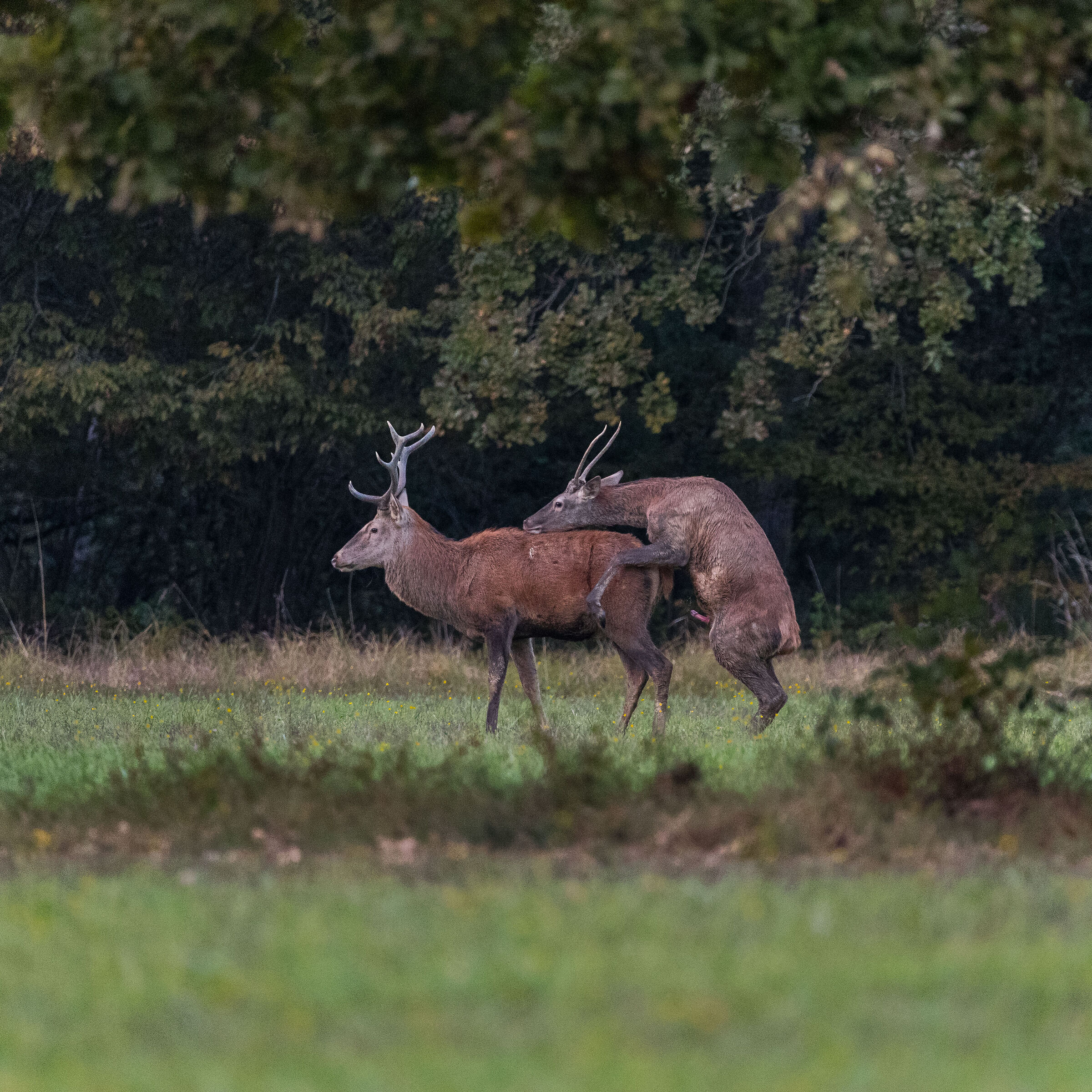Deer, games between males