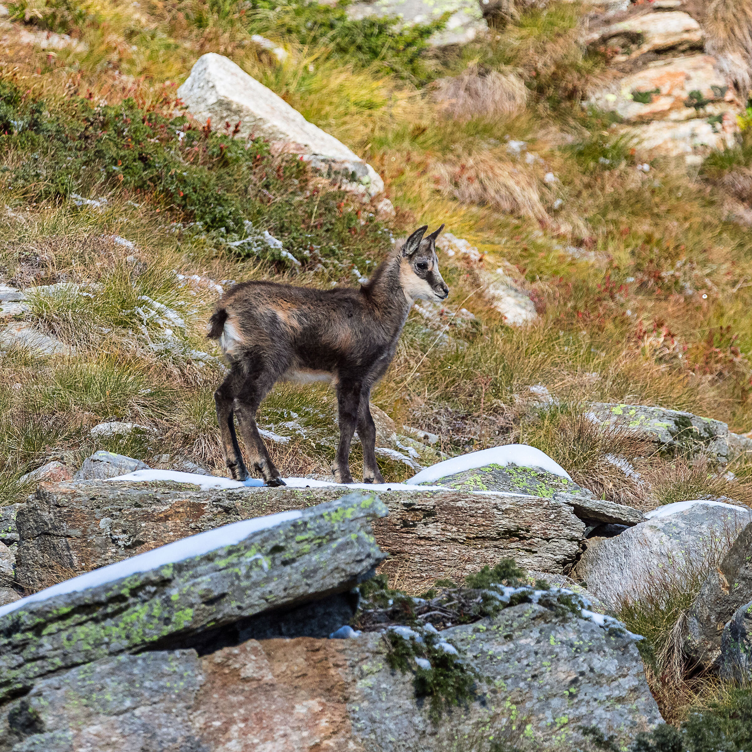 Small chamois in autumn