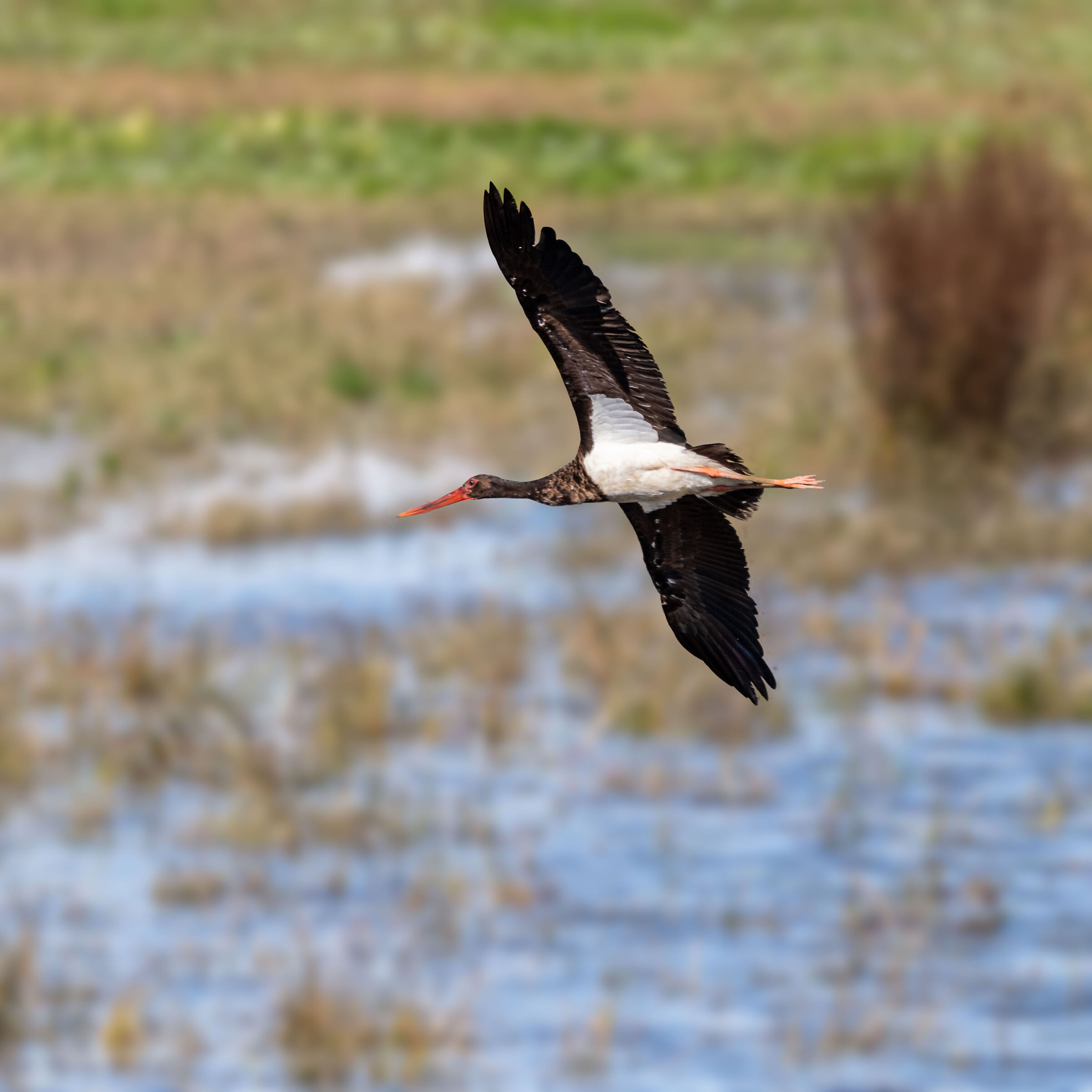 Black stork in flight