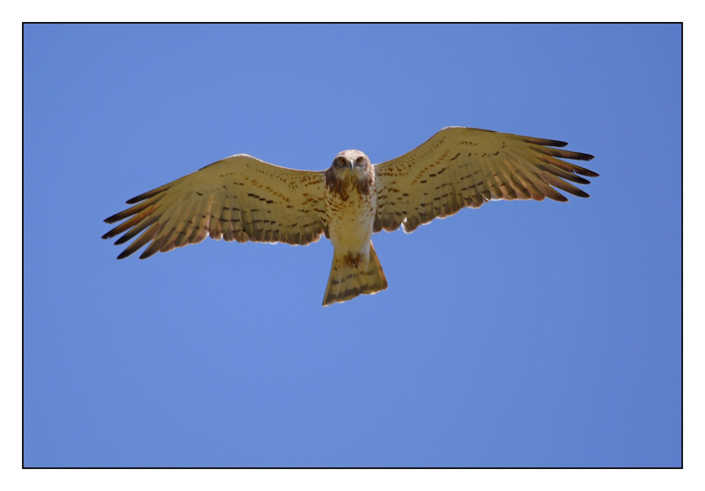 Biancone (Circaetus gallicus)