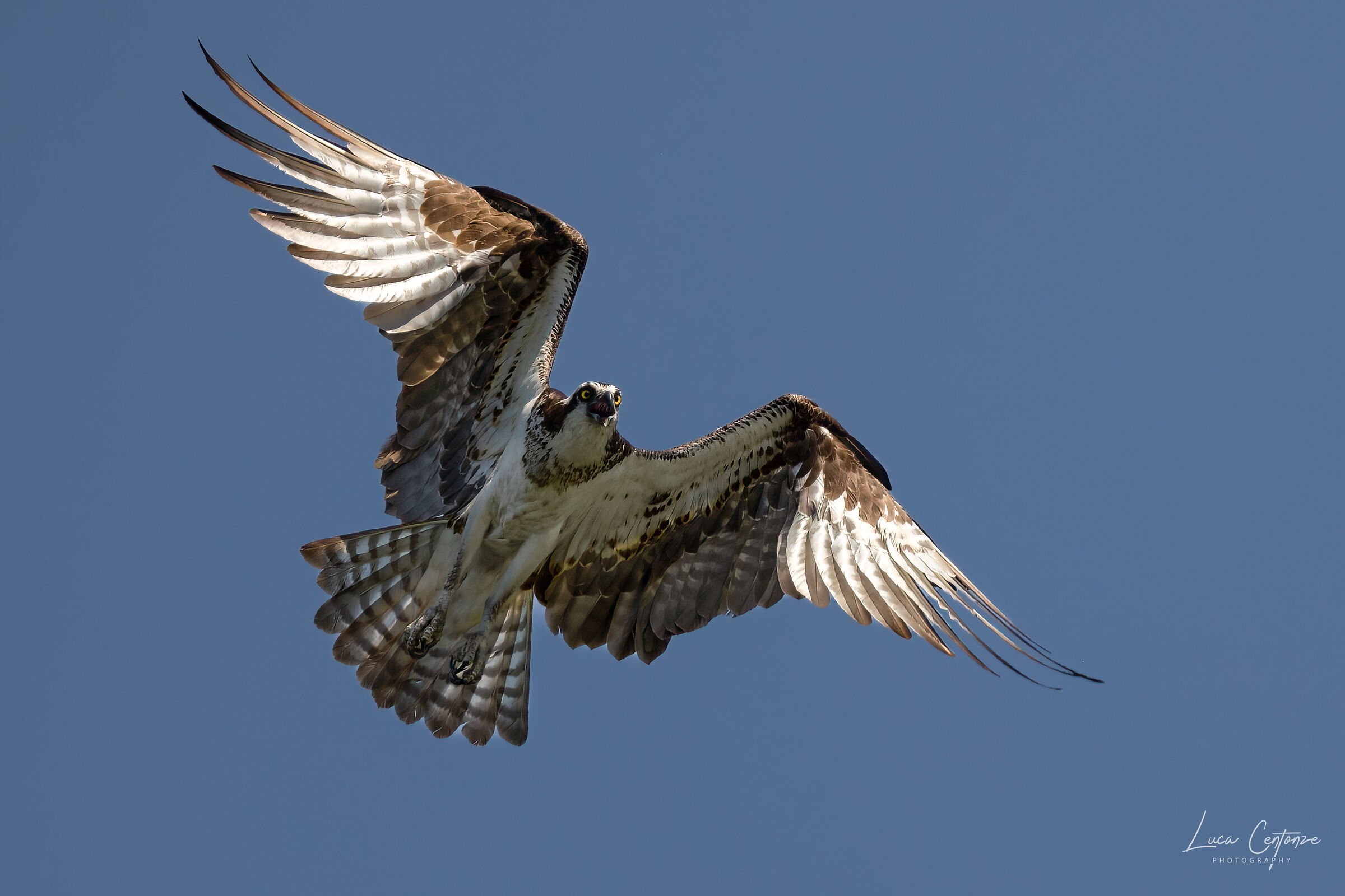 Falco Pescatore (Osprey)