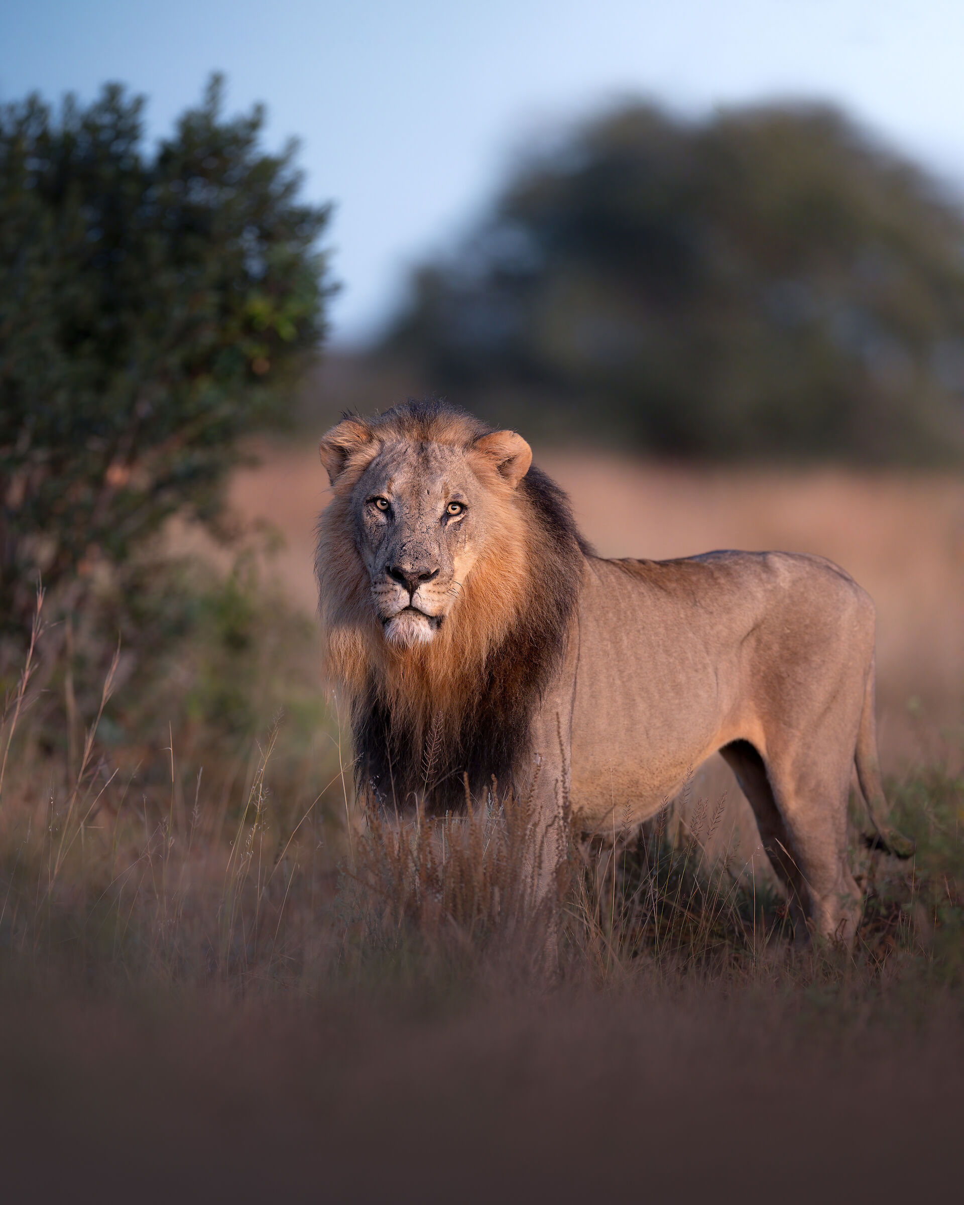 Alle prime luci dell'alba con il re della savana
