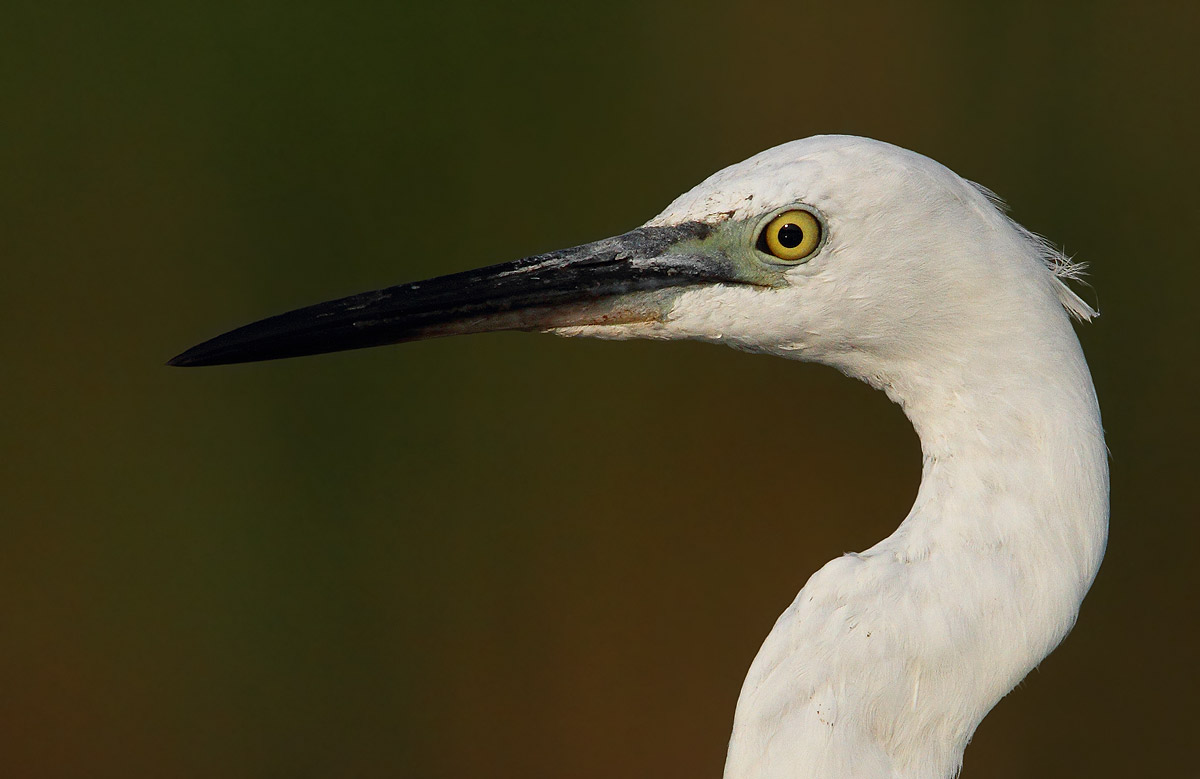 egret