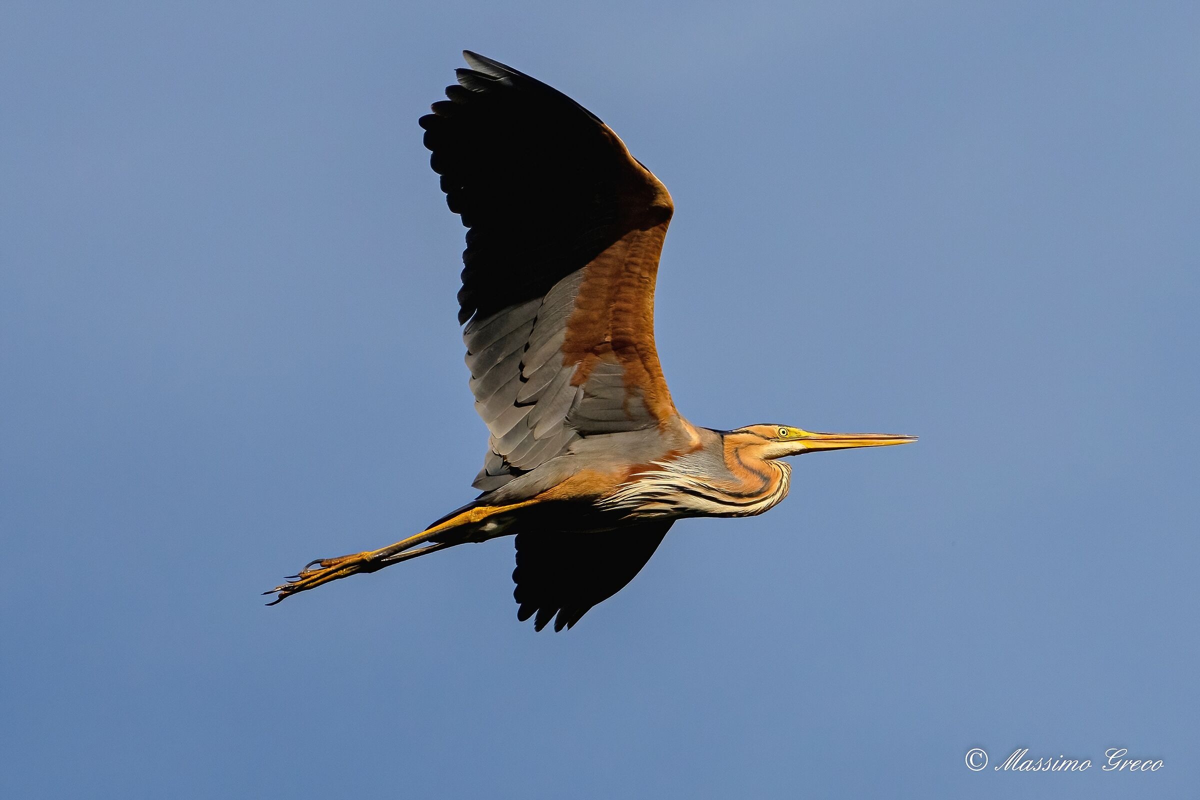 Red heron (Ardea purpurea)