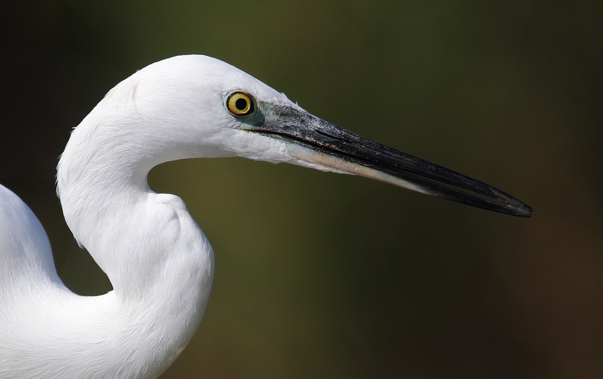 egret