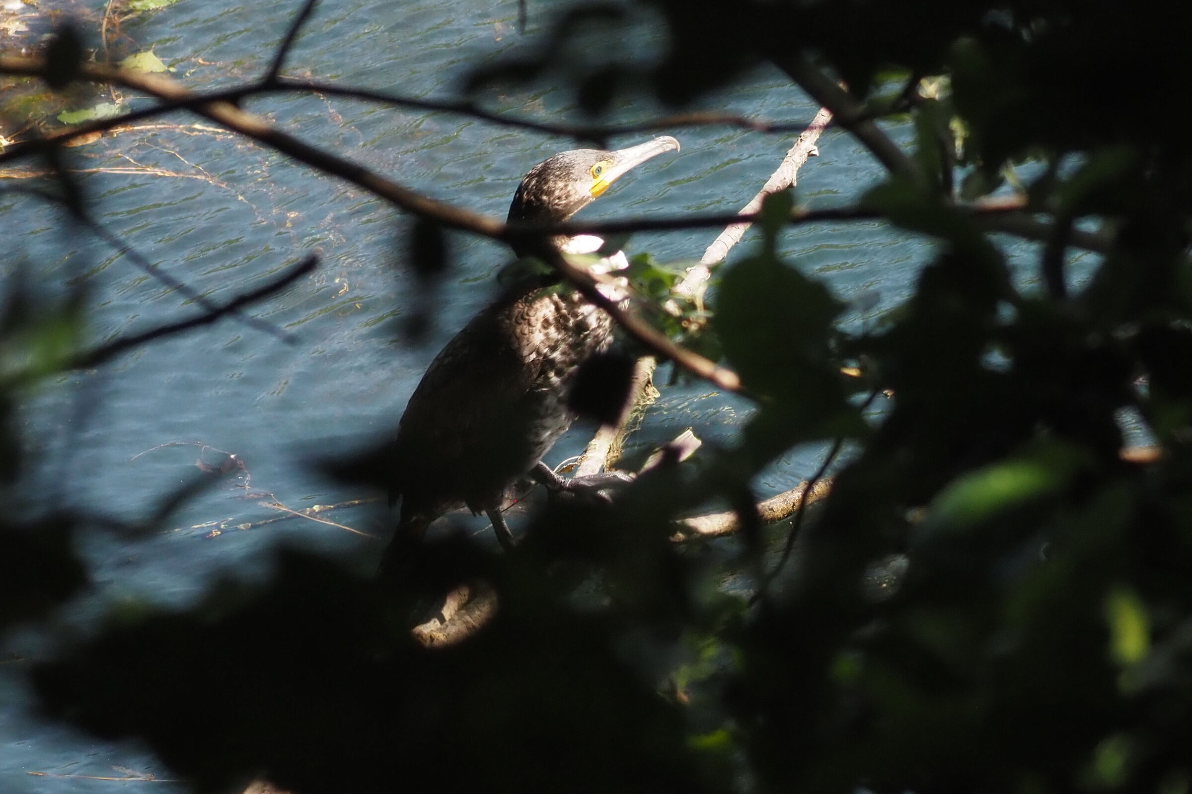 Cormorant