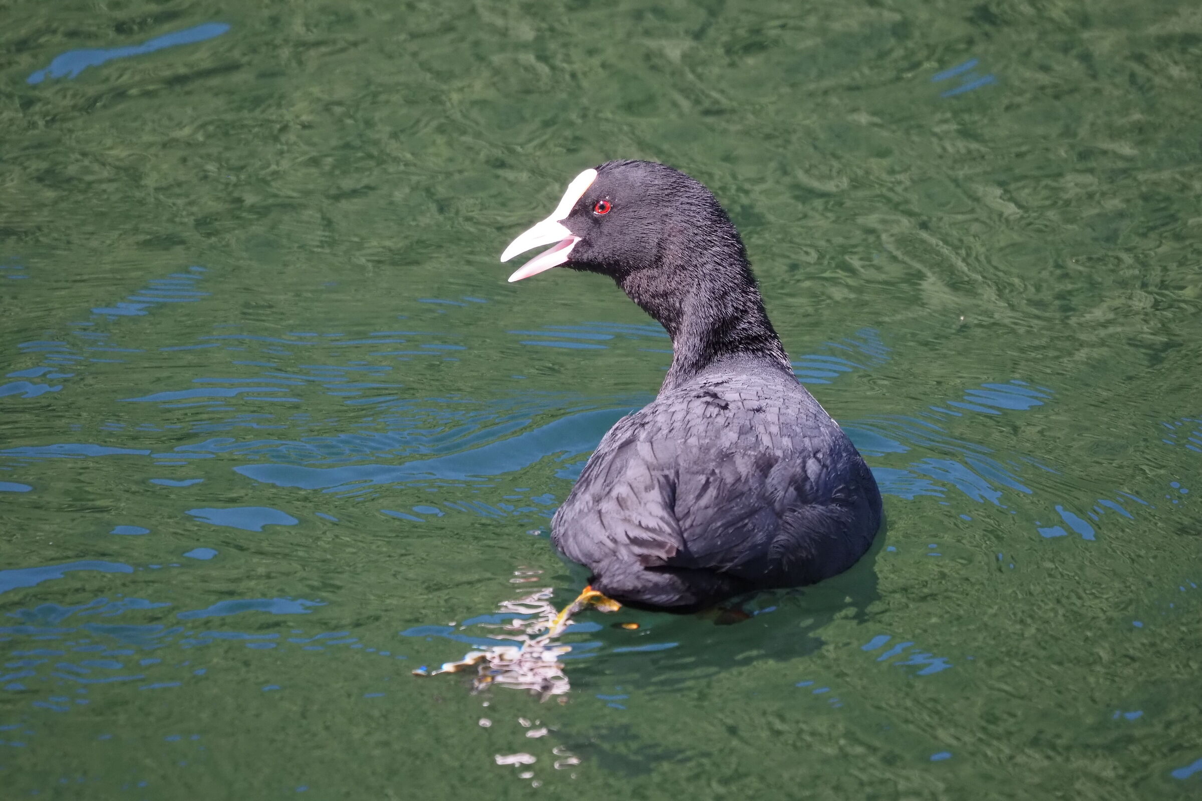 Coot